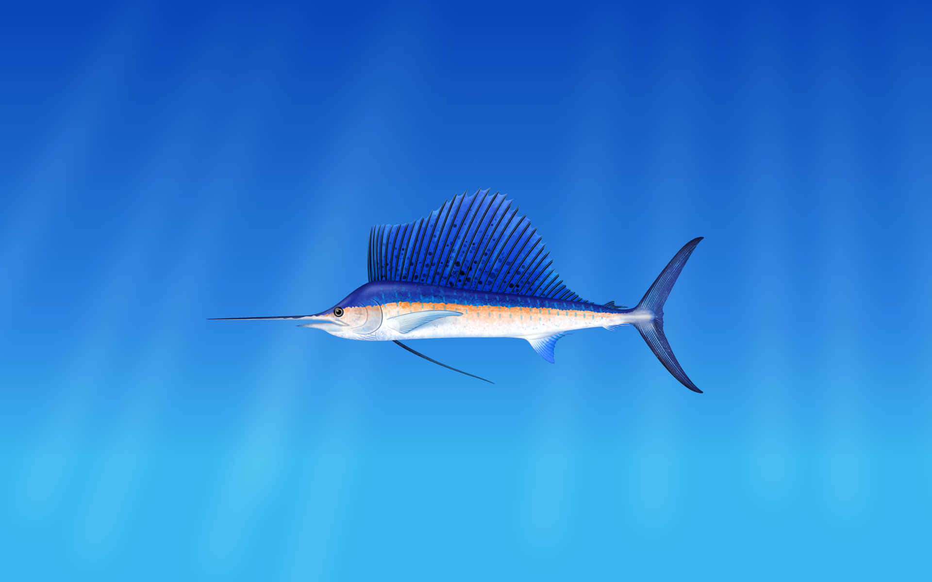  壁紙 — 一條旗魚在清澈的藍色海水中滑行，陽光從上方照射下來。