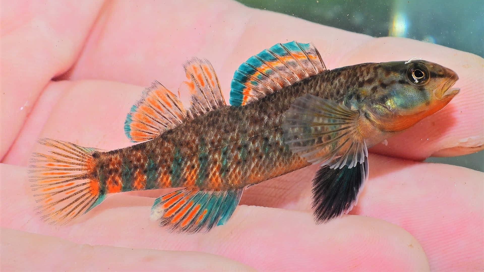  壁紙 — 一條色彩繽紛的小魚，帶有橙色和藍綠色魚鰭，在水下輕輕地停在一隻人手上。
