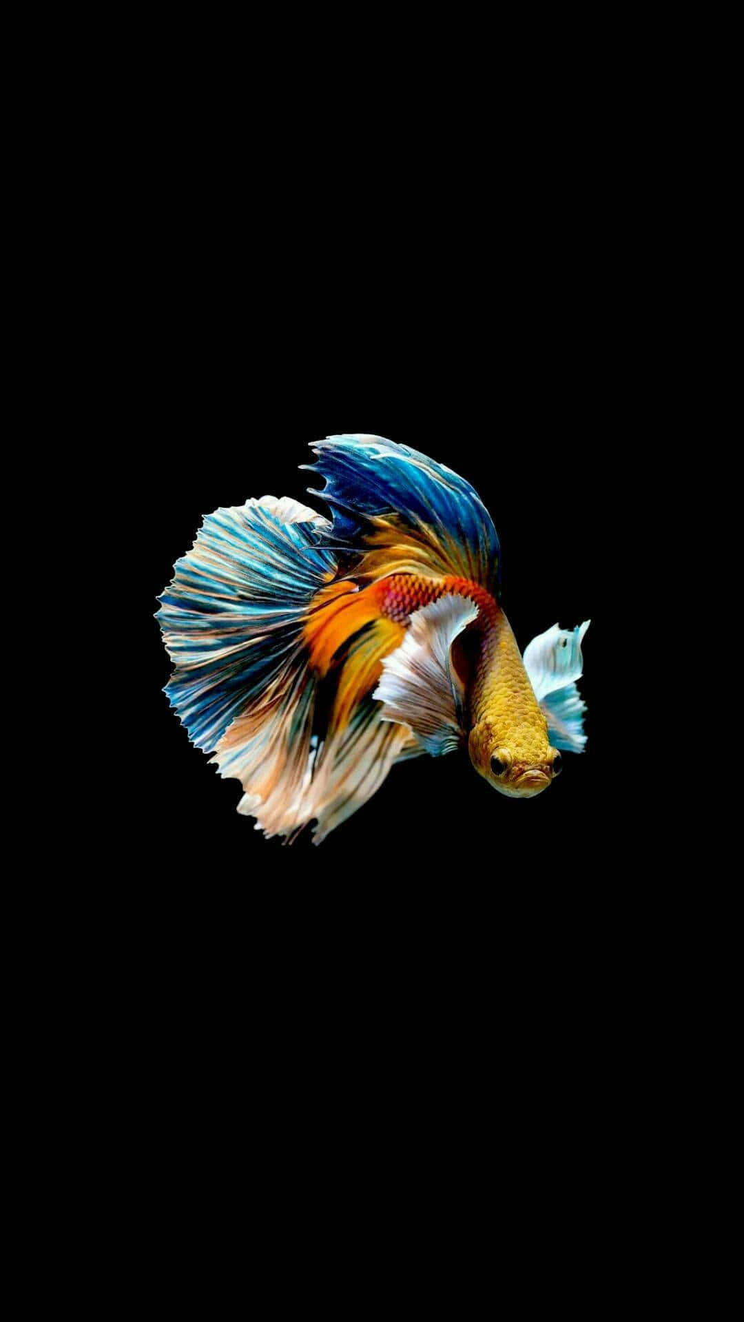  壁紙 — 一條色彩鮮豔的鬥魚，擁有流動的藍色、橙色和白色魚鰭，在純黑色背景下游泳。