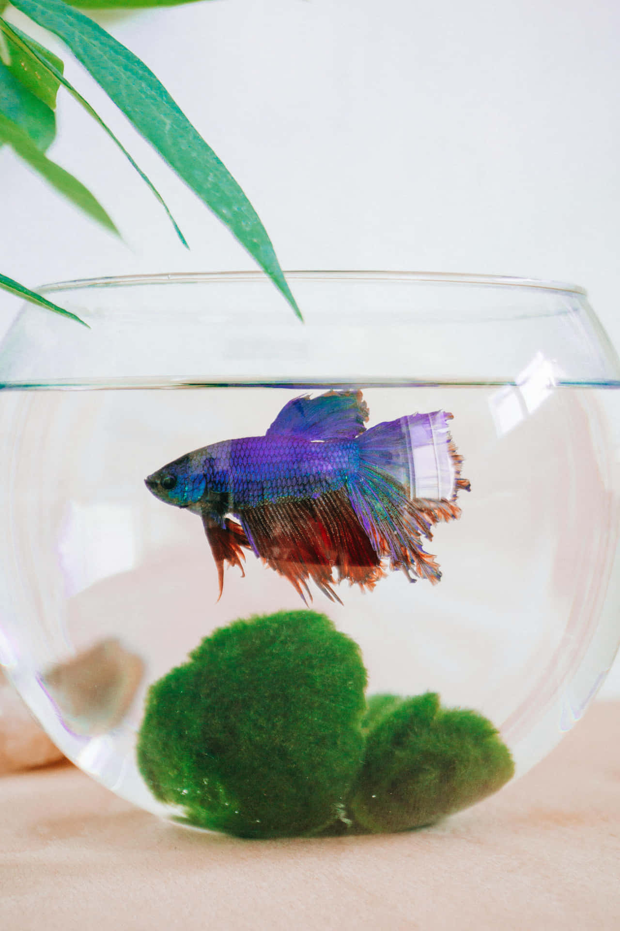  壁紙 — 一條色彩鮮豔的鬥魚在一個裝飾著綠色苔蘚和多葉植物的透明玻璃碗中優雅地游動。
