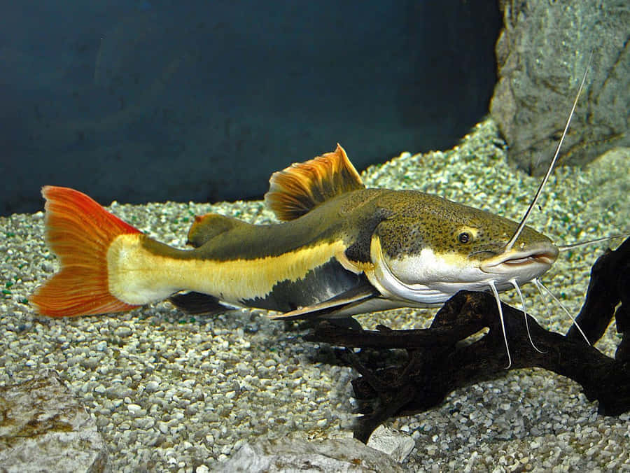  壁紙 — 一條色彩鮮豔的紅尾鯰魚，長有長鬍鬚，在清澈水族箱的礫石上靠近浮木休息。