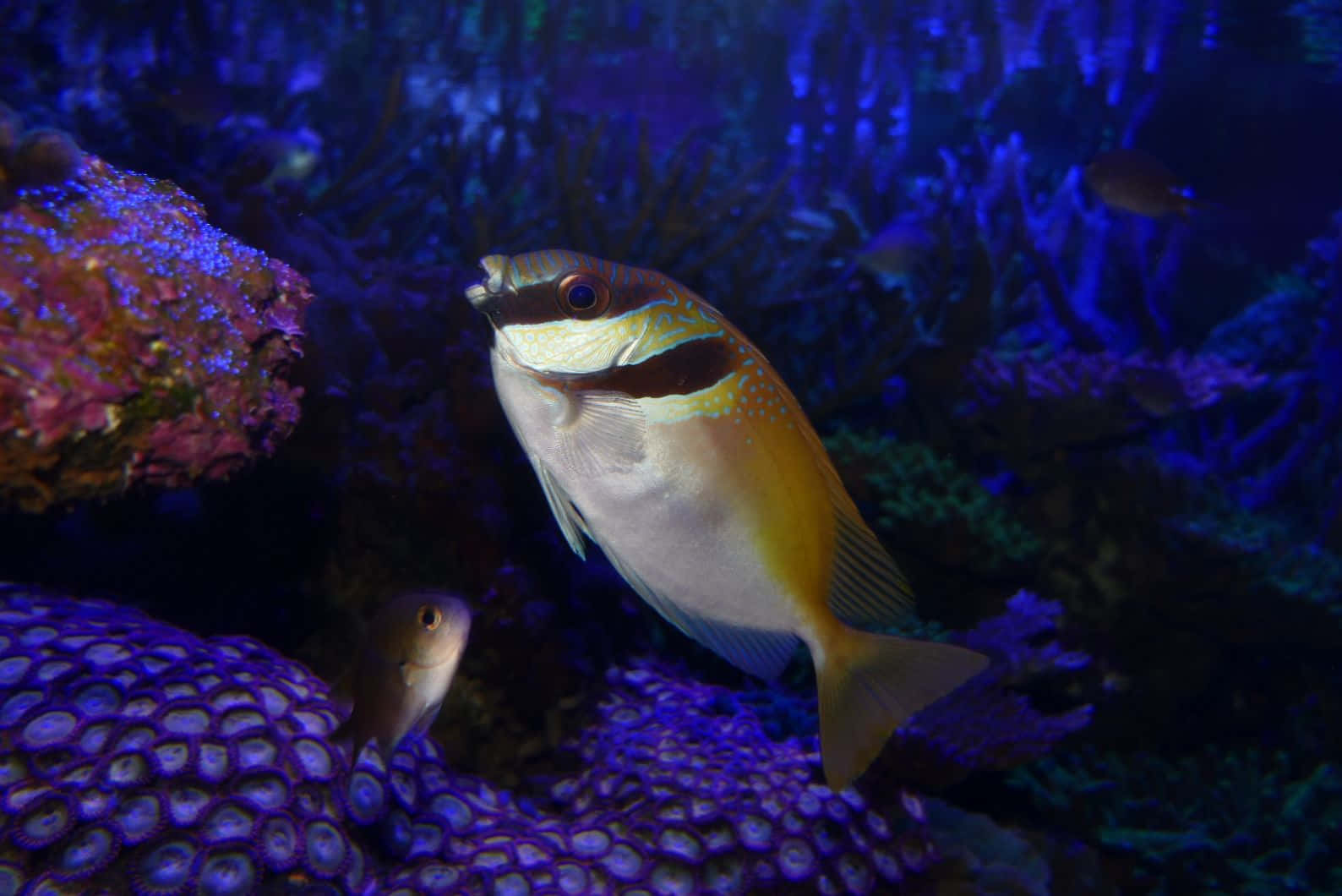  壁紙 — 一條色彩鮮豔的熱帶魚，帶有黃色和白色條紋，在深藍色海底場景中優雅地游過發光的紫色珊瑚。