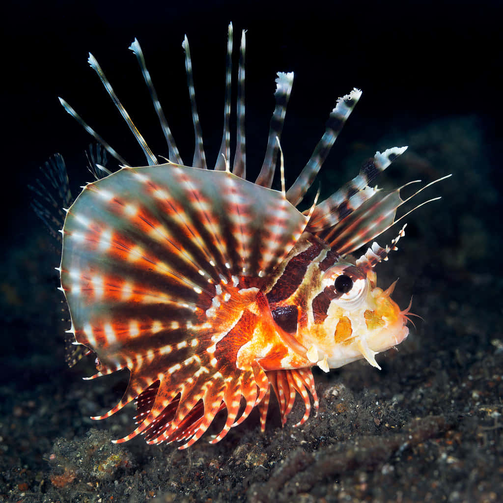  壁紙 — 一條色彩鮮豔的獅子魚，帶有橙色、棕色和白色條紋，在黑暗的海底展開其有毒的棘刺。