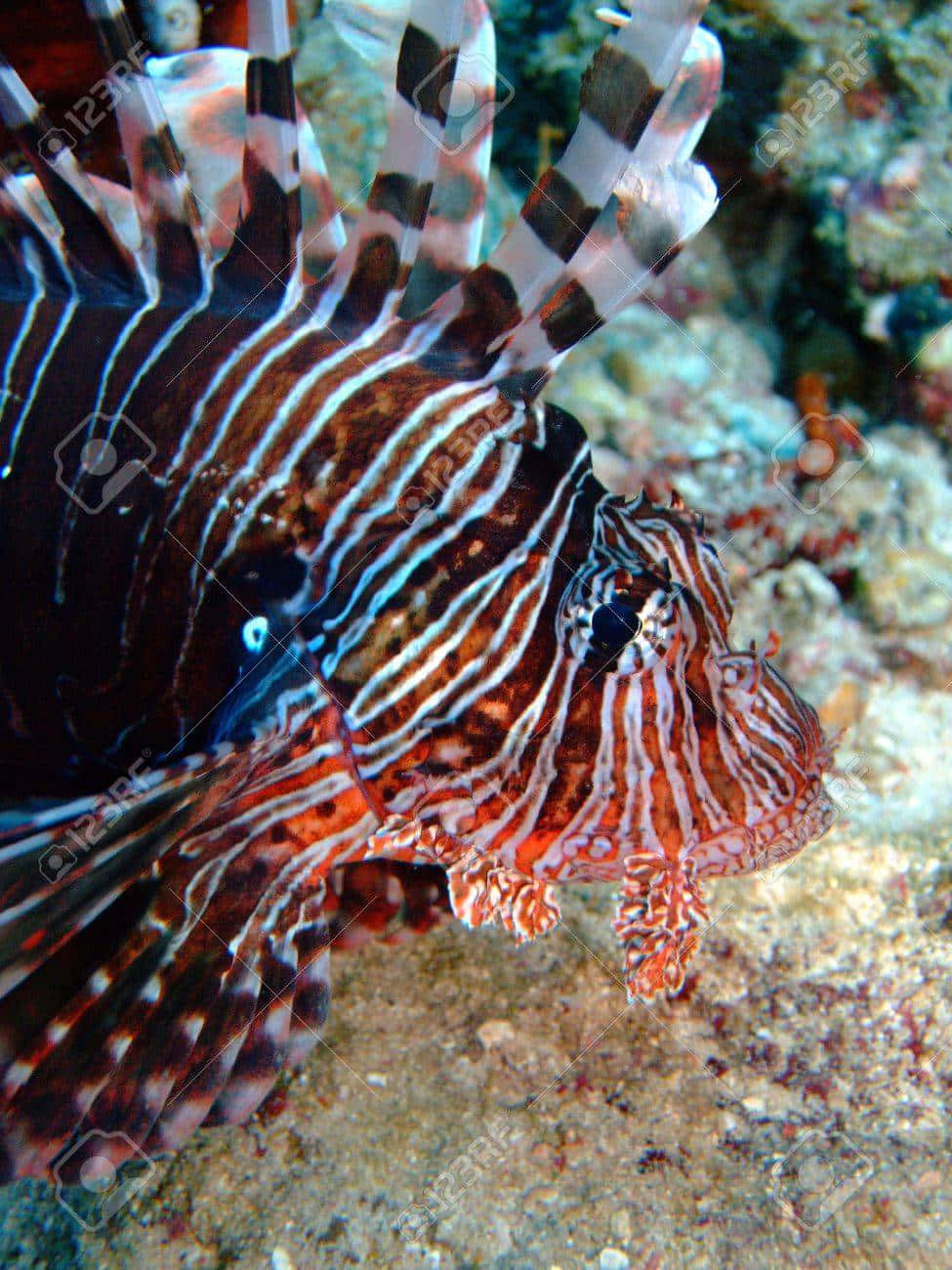  壁紙 — 一條色彩鮮豔的獅子魚，帶有鮮明的紅、白、黑色條紋，優雅地在紋理豐富的珊瑚礁上方滑行。