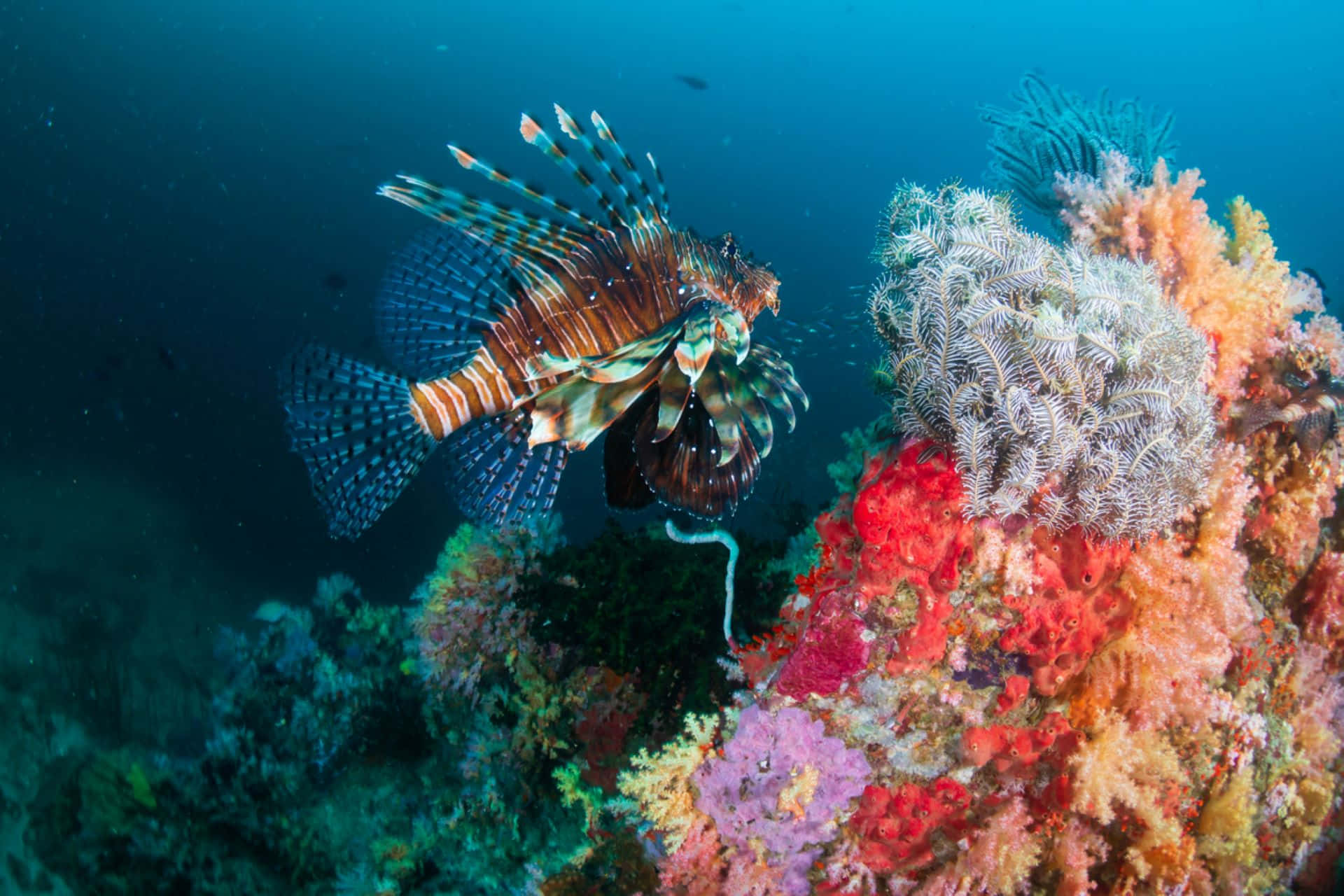 壁紙 — 一條色彩鮮豔的獅子魚在深藍色海水下優雅地滑過色彩繽紛的珊瑚礁。