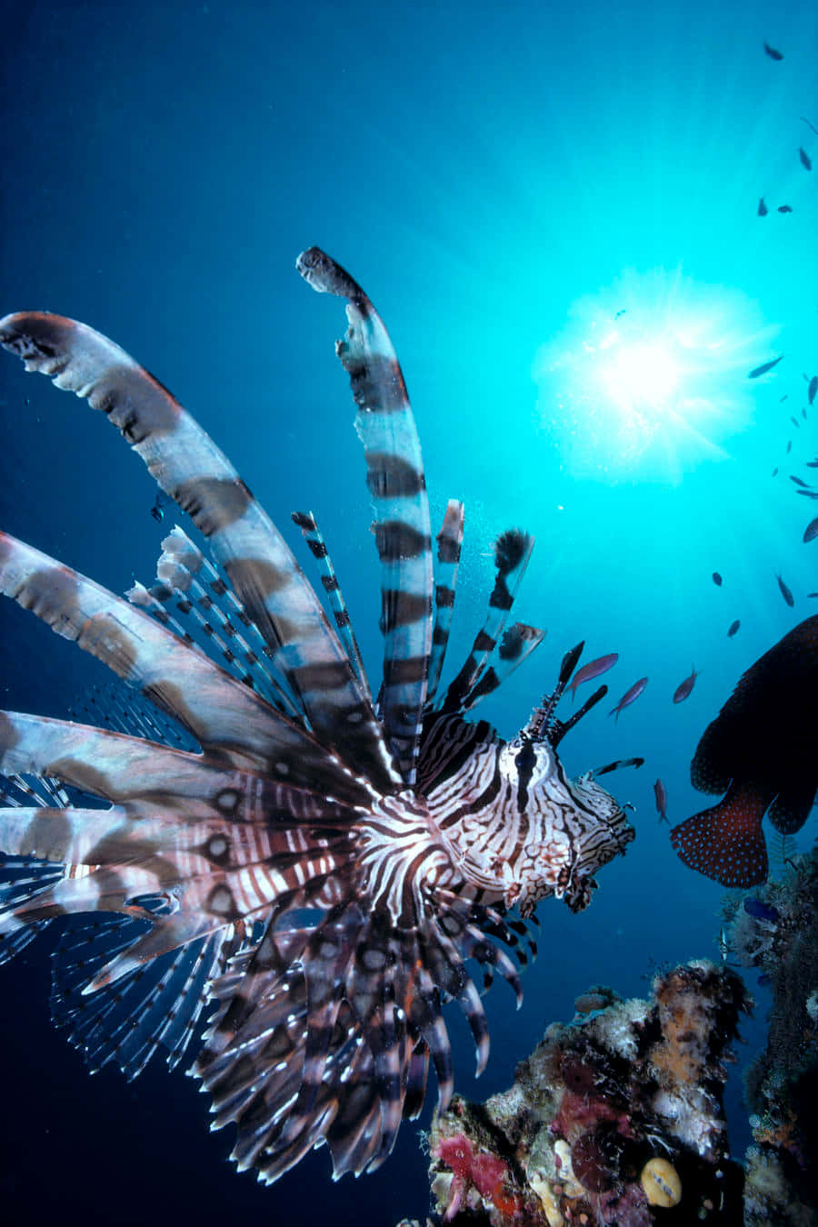  壁紙 — 一條色彩鮮豔的獅子魚在陽光照射的碧綠海水中優雅地游過色彩繽紛的珊瑚礁。