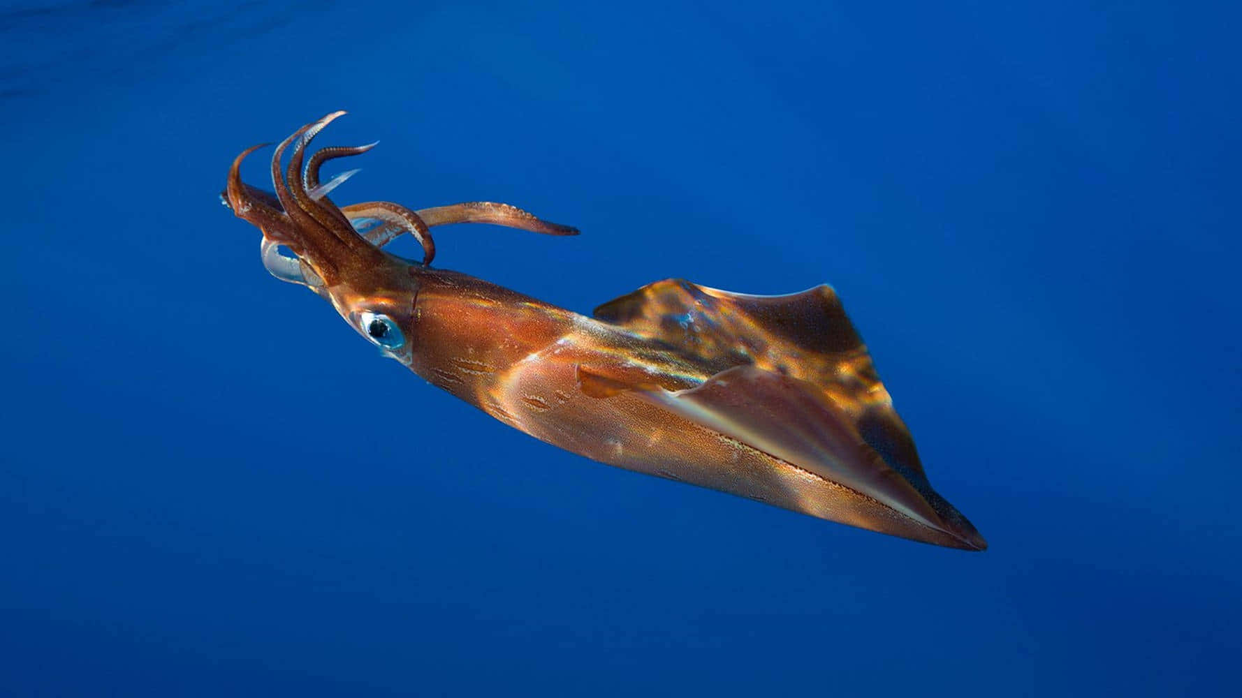  壁紙 — 一條色彩鮮豔的魷魚在深藍色海水中優雅地滑行，觸手伸展，大眼睛閃閃發光。