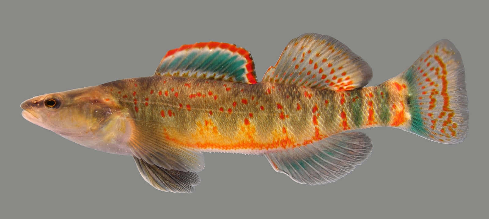  壁紙 — 一條色彩鮮豔的小魚，帶有橙紅色斑點和藍綠色魚鰭，在純灰色背景中游動。