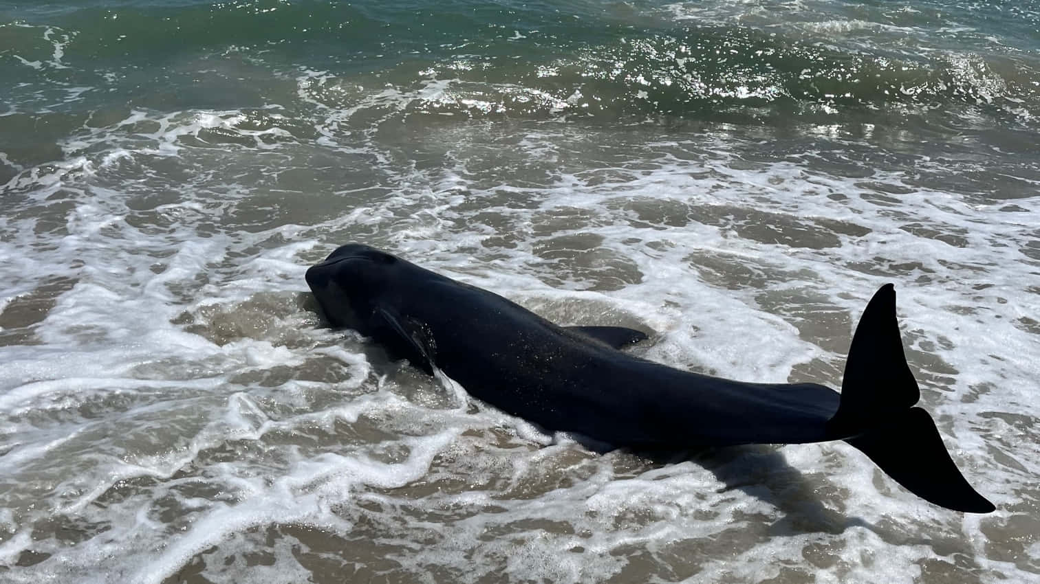  壁紙 — 一條深色鯨魚屍體擱淺在岸邊泡沫翻騰的海浪中。