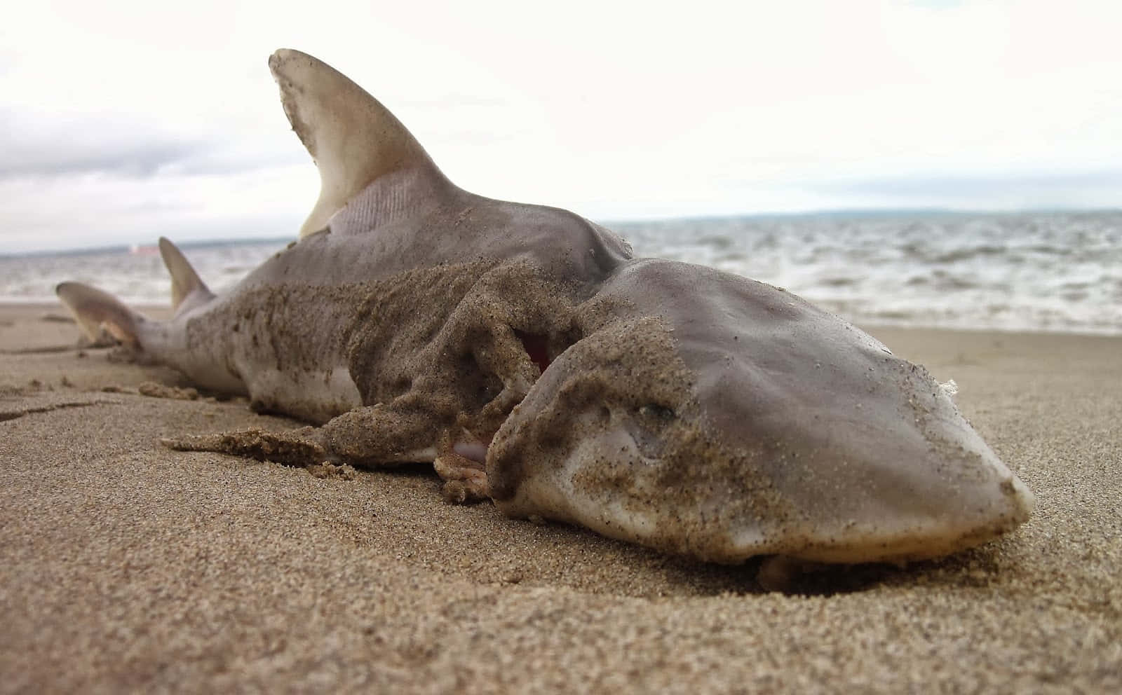  壁紙 — 一條死去的鯊魚半埋在暴風雨海灘的濕沙中，背景有波浪拍打。