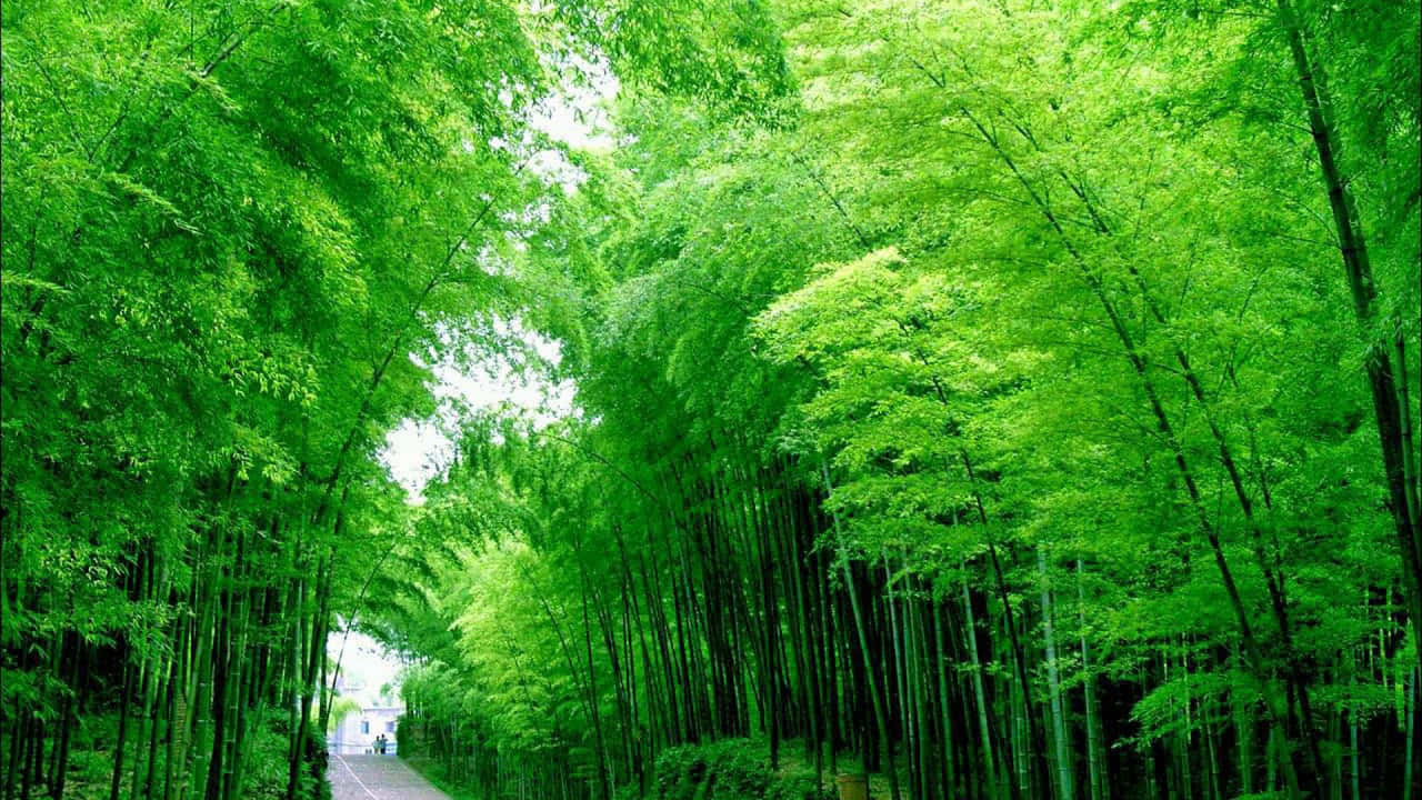  壁紙 — 一條蜿蜒的道路穿過茂密的竹林，充滿活力的綠色竹桿和樹葉在頭頂形成天然樹冠。