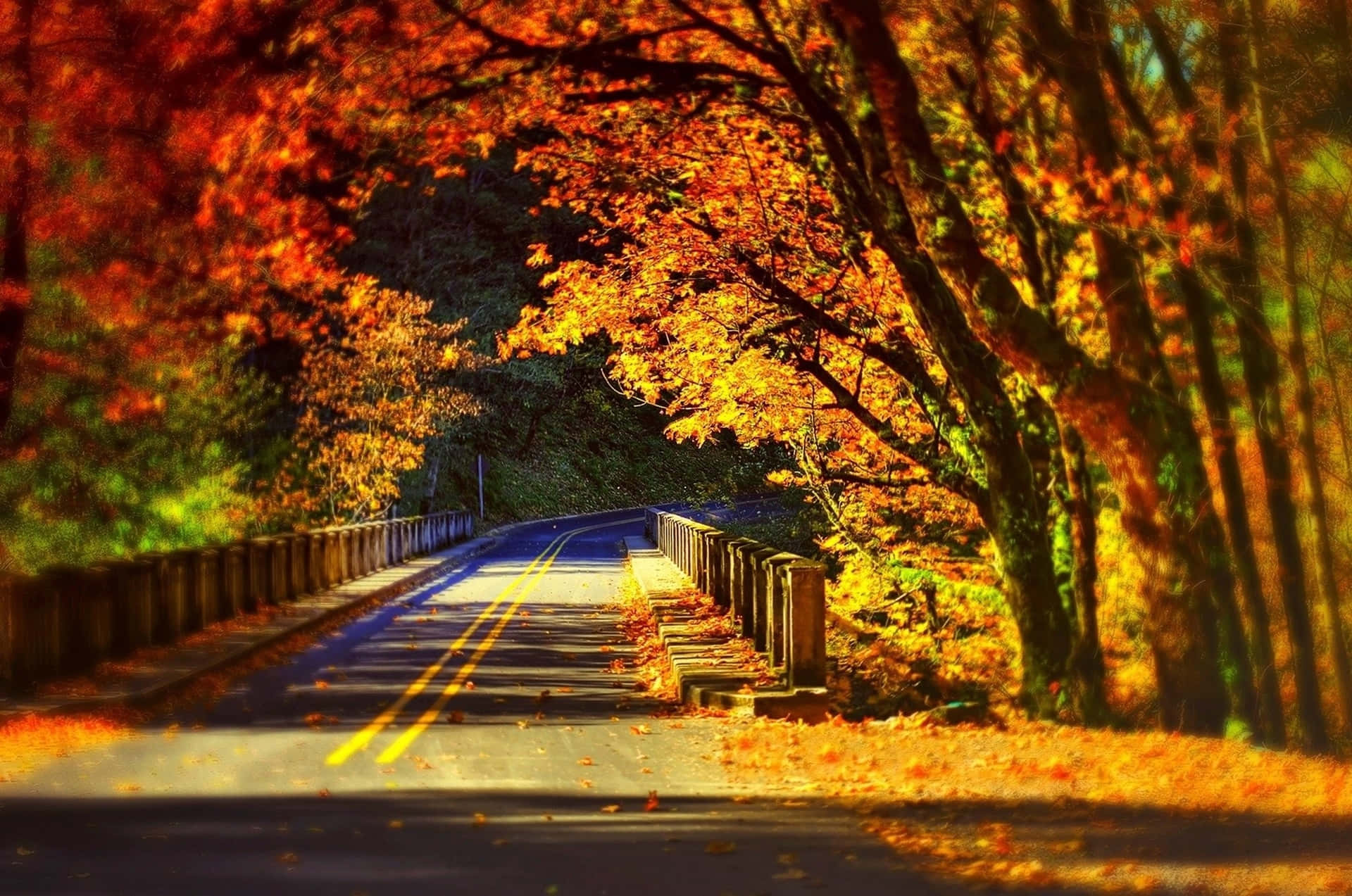  壁紙 — 一條蜿蜒的道路覆蓋著落葉，在充滿活力的橙色和黃色秋樹樹冠下延伸。