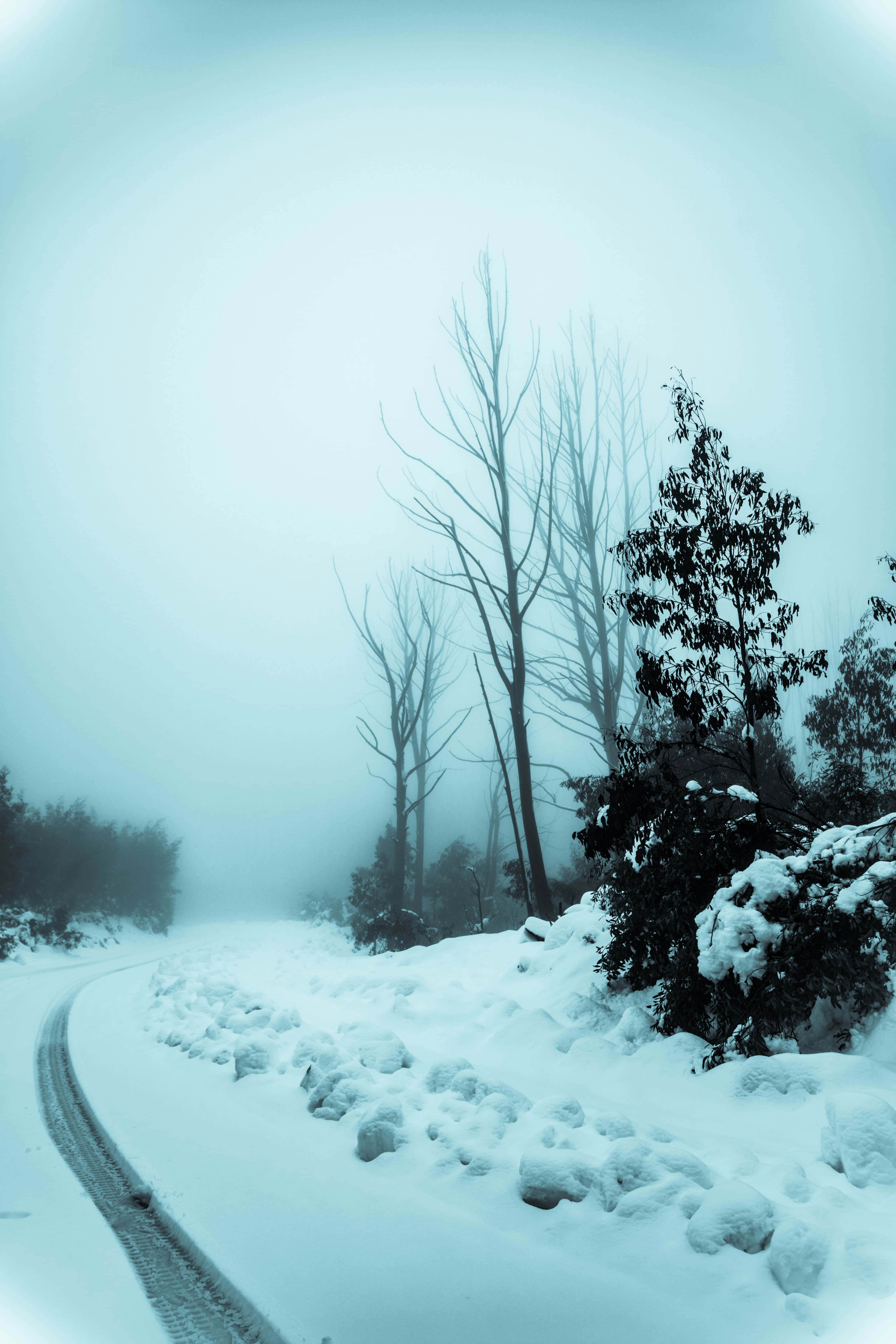Snowy Road 桌布 壁紙 — 一條蜿蜒的積雪道路蜿蜒穿過霧氣瀰漫的冬季森林，有光禿禿的樹木和常綠樹，在淡藍色的天空下。