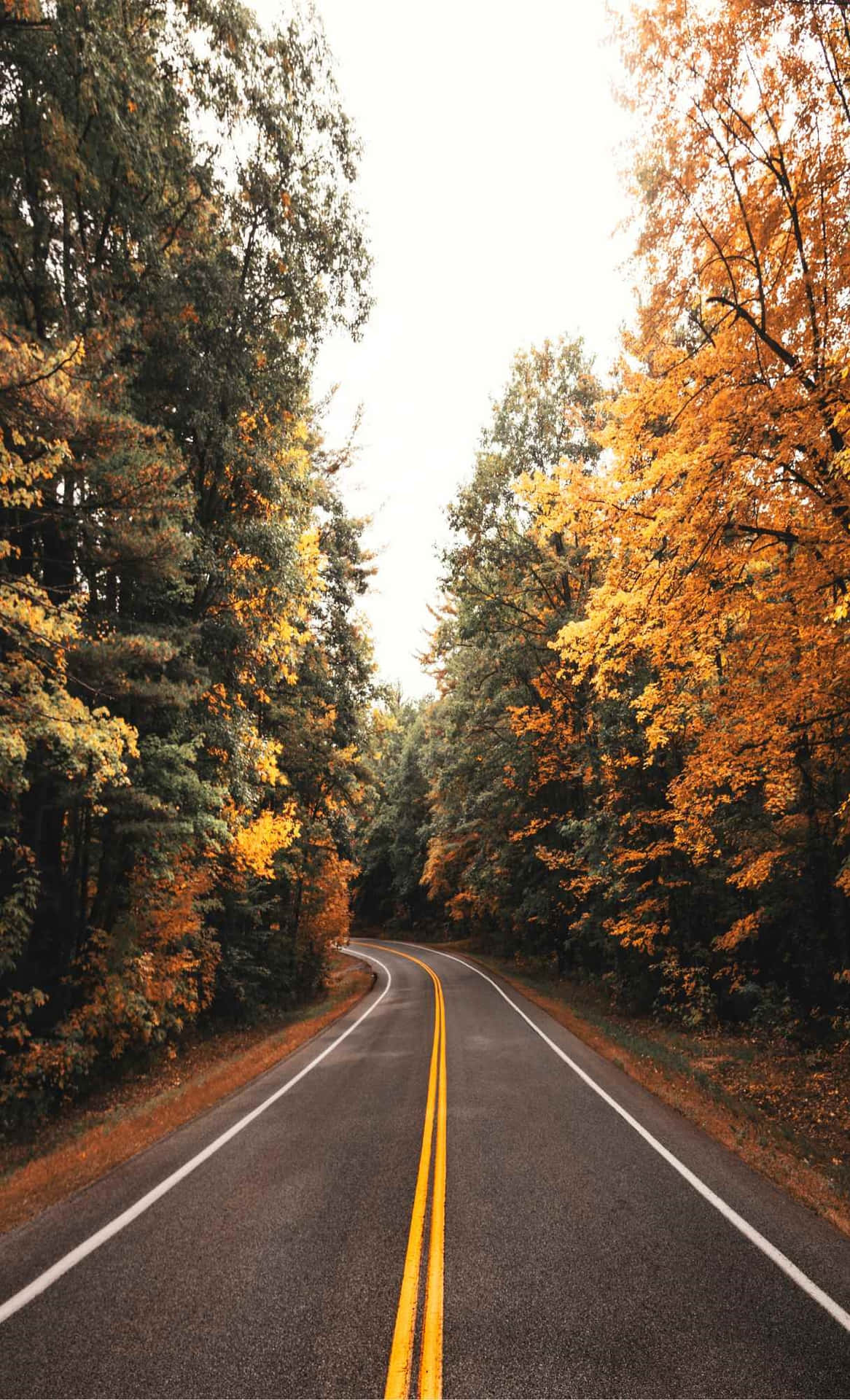 壁紙 — 一條蜿蜒的瀝青道路穿過樹林，樹木展現出金橙色和綠色充滿活力的秋葉。