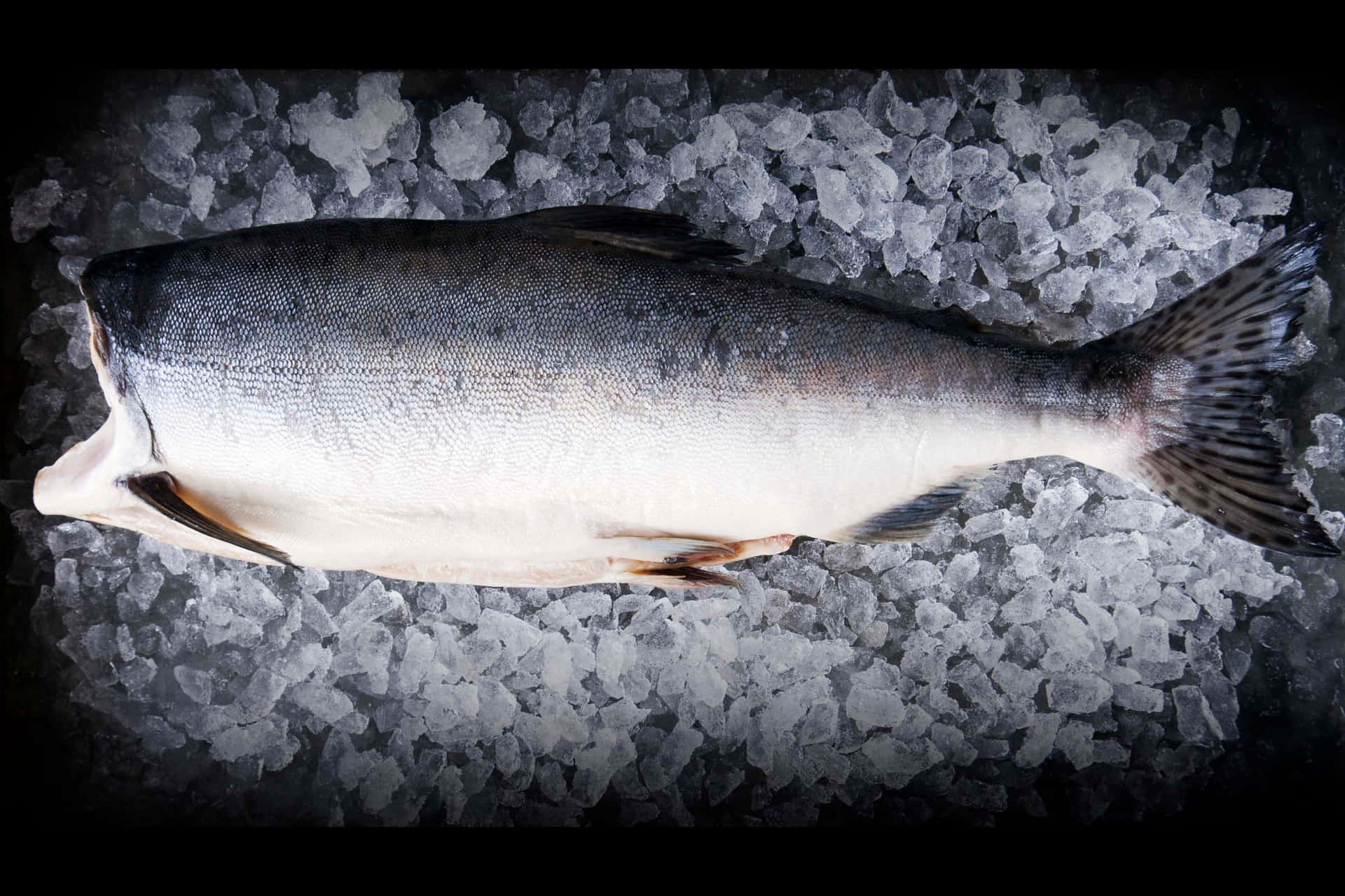  壁紙 — 一條完整的鮭魚躺在碎冰床上，深色背景突顯其銀色鱗片和白色腹部。