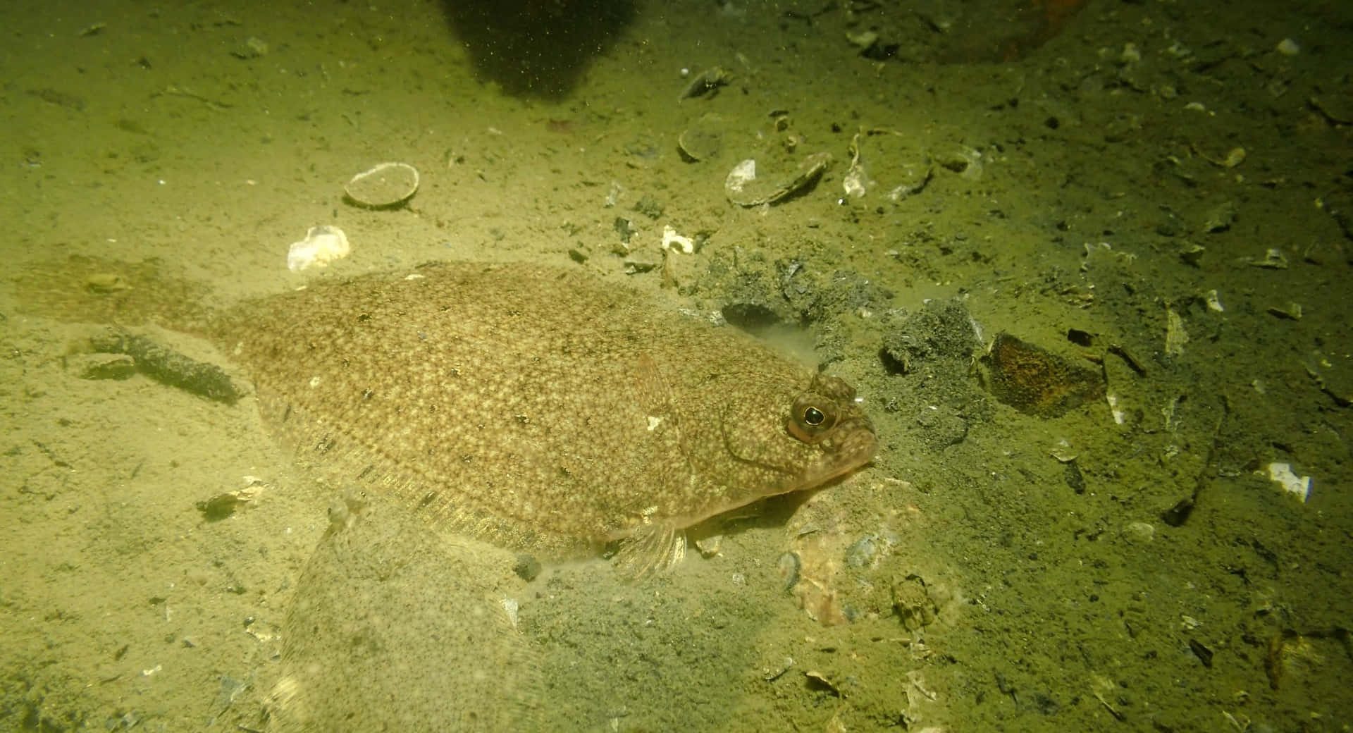  壁紙 — 一條偽裝的比目魚靜止不動地躺在散落著貝殼和碎片的沙質海床上。