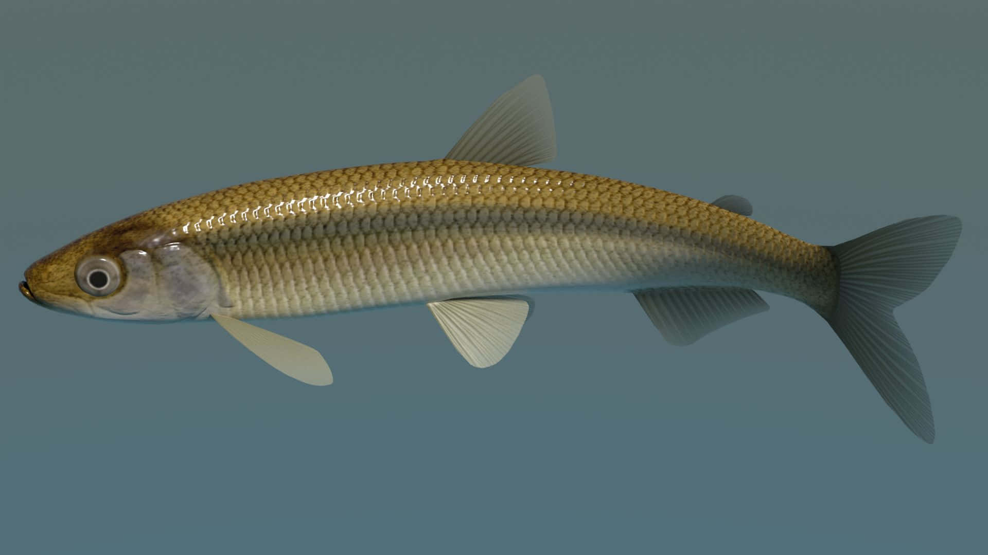  壁紙 — 一條細長魚類的詳細3D渲染圖，魚身有銀色鱗片和半透明魚鰭，背景為柔和的藍色。
