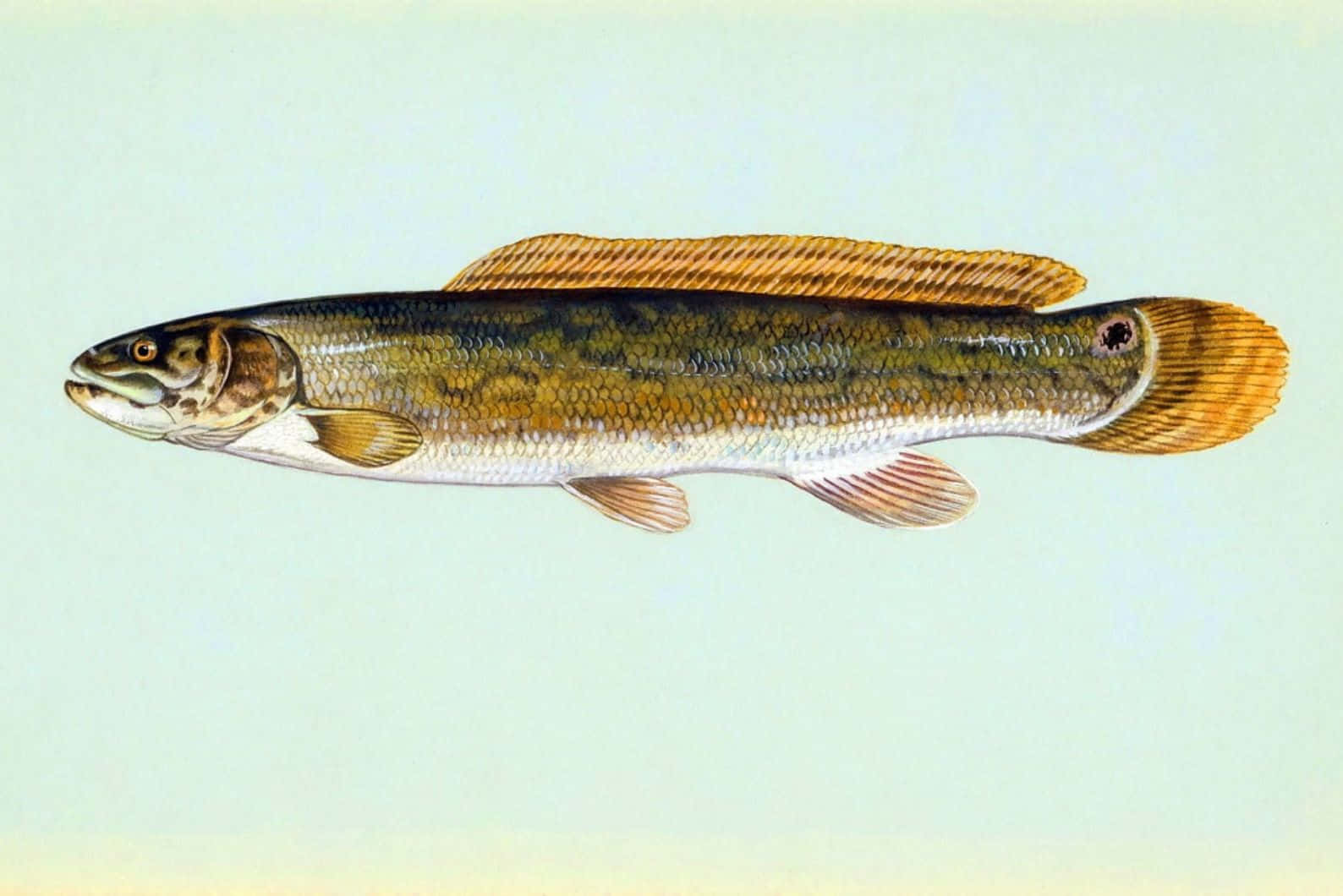  壁紙 — 一條細長魚類的詳細插圖，帶有金棕色鱗片和細長魚鰭，背景為淡綠色。