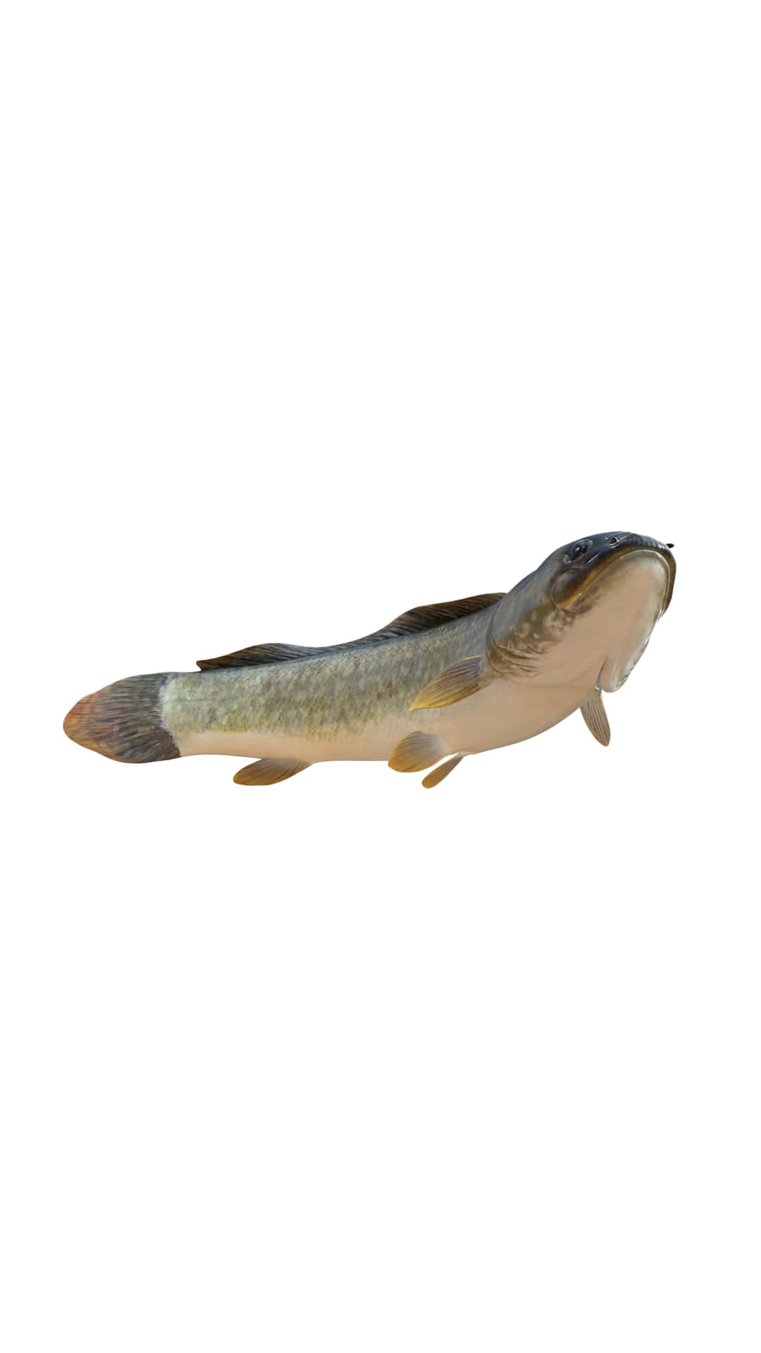  壁紙 — 一條細節豐富的3D渲染鯰魚，帶有斑駁的灰色和米色鱗片，在純白背景上游動。