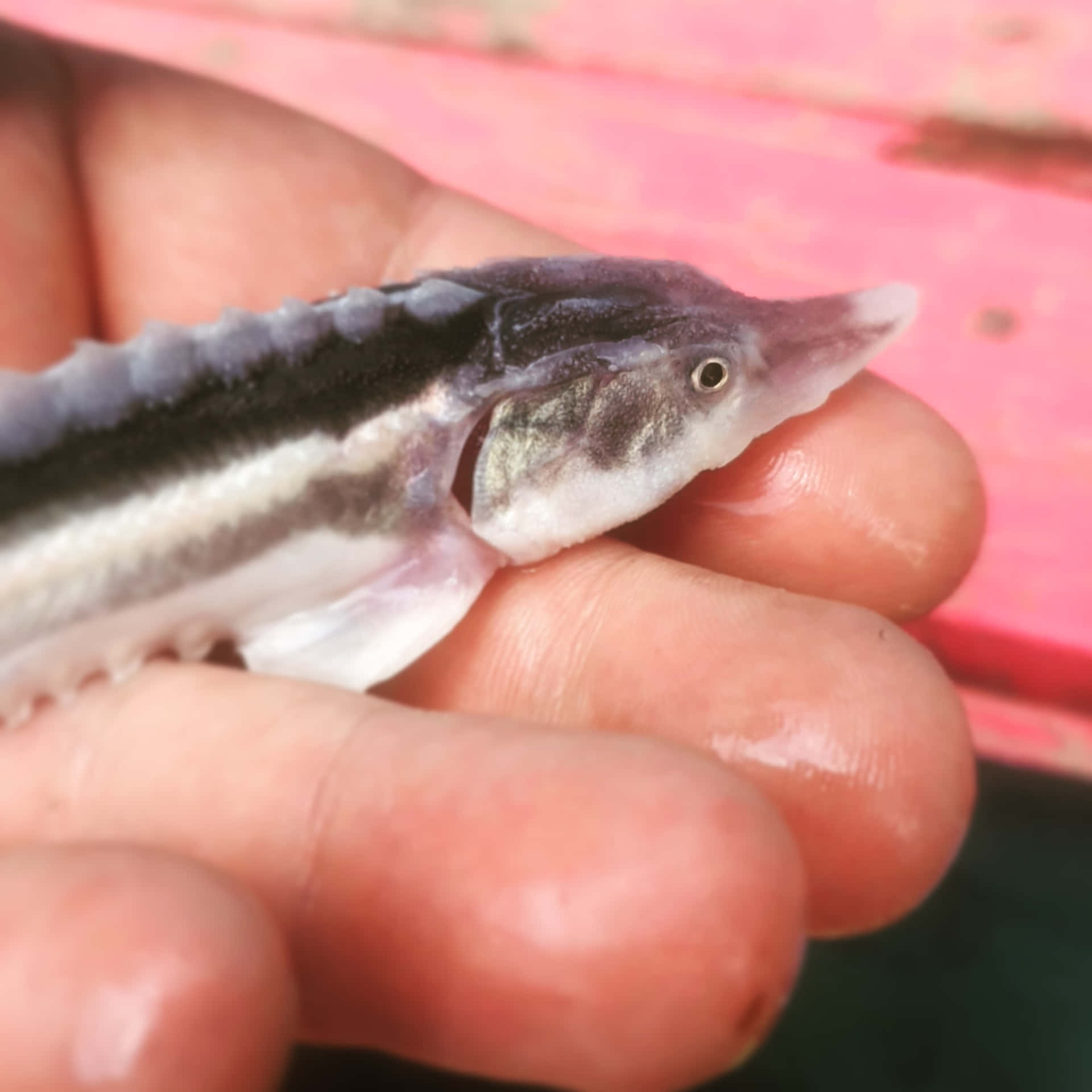  壁紙 — 一條細小的鱘魚，長有長吻和骨板，輕輕地躺在一個人的手中，背景是粉紅色的木質表面。