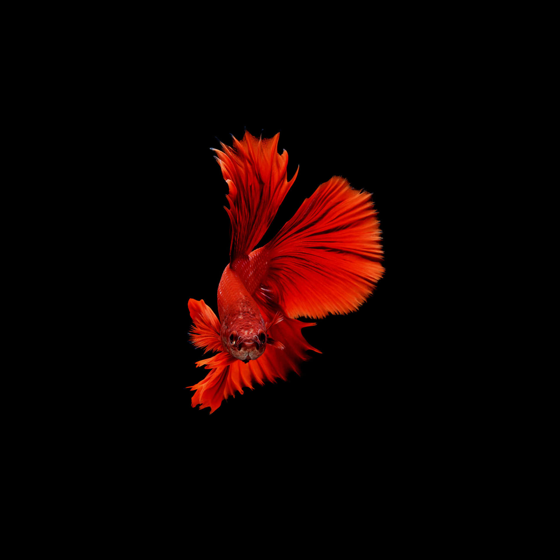  壁紙 — 一條鮮紅色的鬥魚，魚鰭飄逸，在純黑背景上優雅地游動。