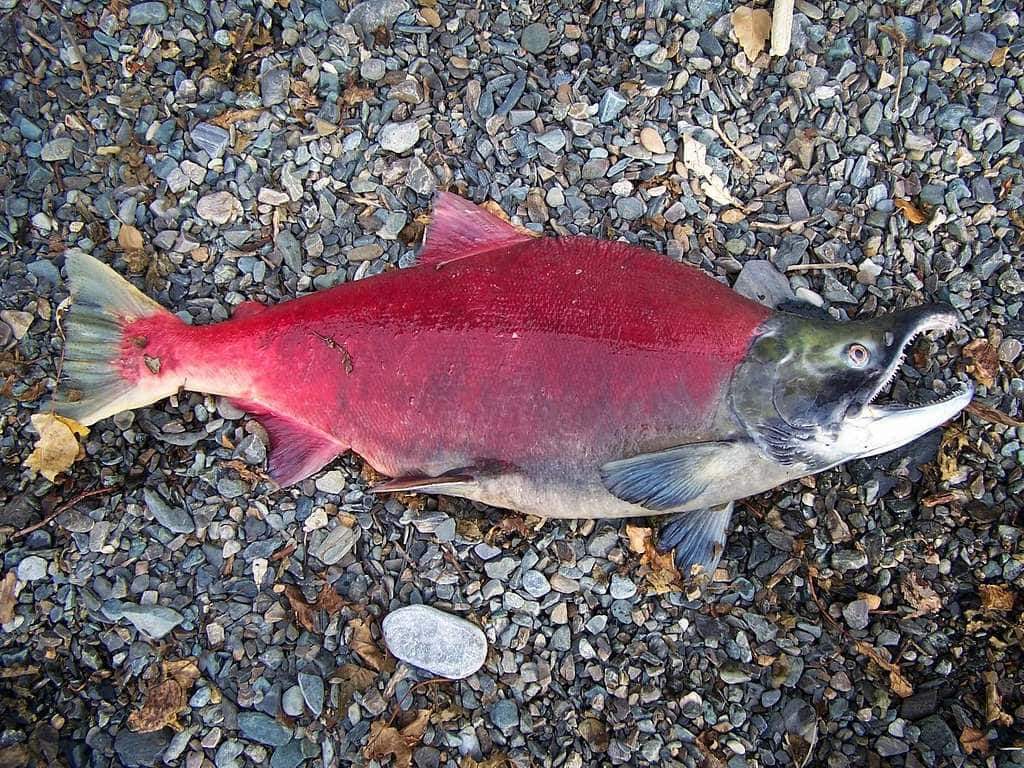  壁紙 — 一條鮮紅色的鮭魚躺在灰色鵝卵石和落葉上，張開嘴巴。