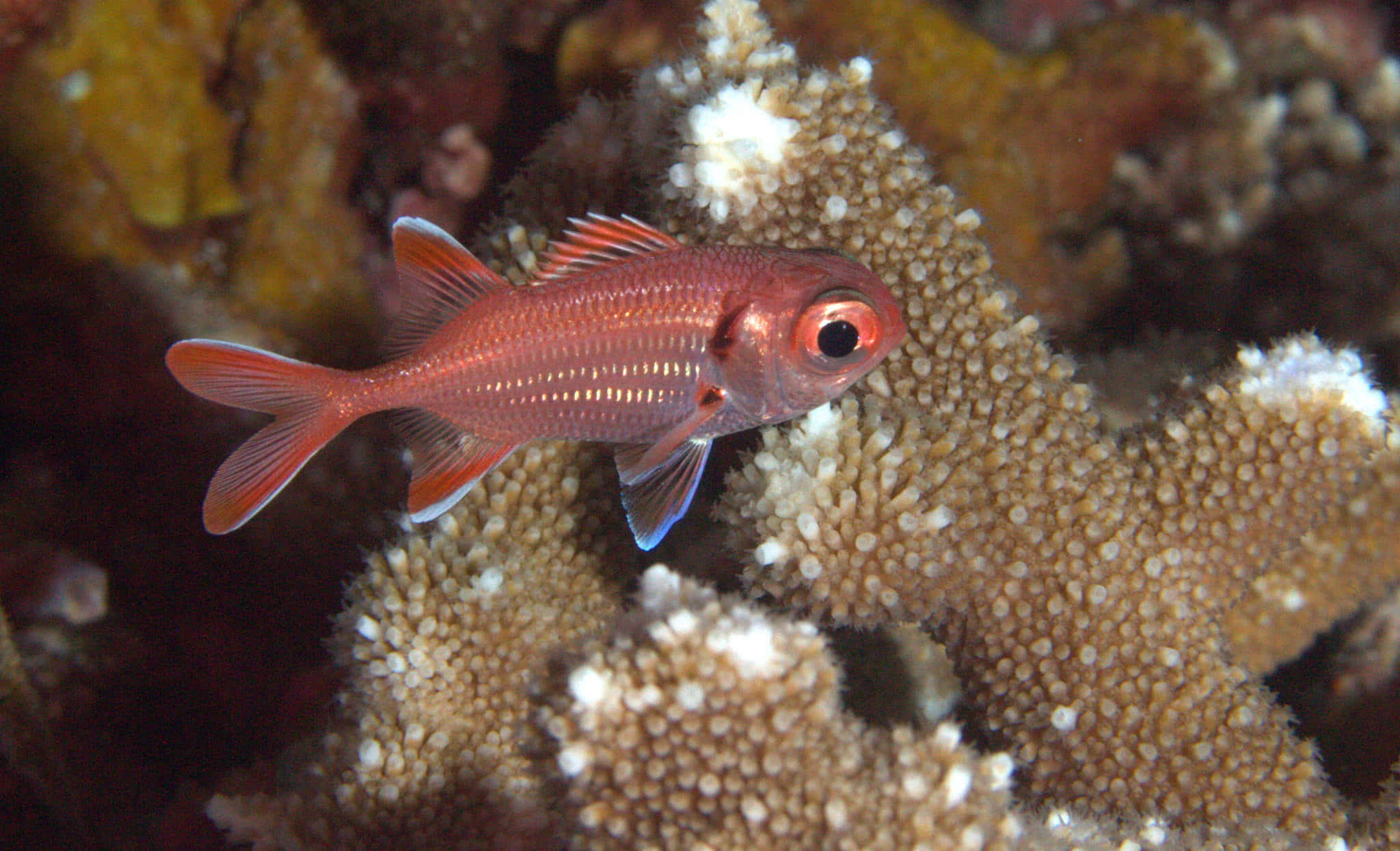 Soldierfish 桌布 壁紙 — 一條鮮紅色的魚，有著引人注目的眼睛，在溫暖的水下色調中，優雅地在紋理豐富的珊瑚結構間游動。