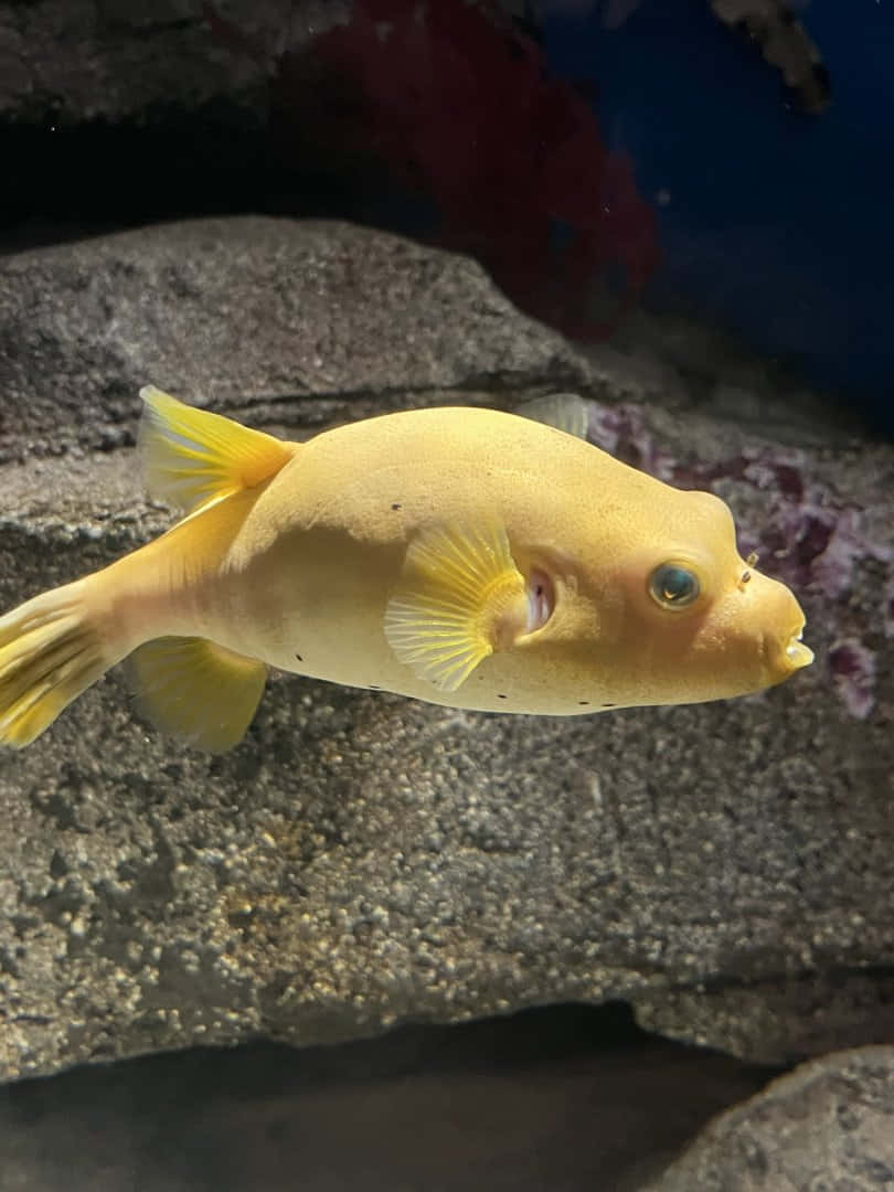  壁紙 — 一條鮮黃色的河豚在清澈的水族箱中，於紋理岩石附近優雅地游動，光線柔和。