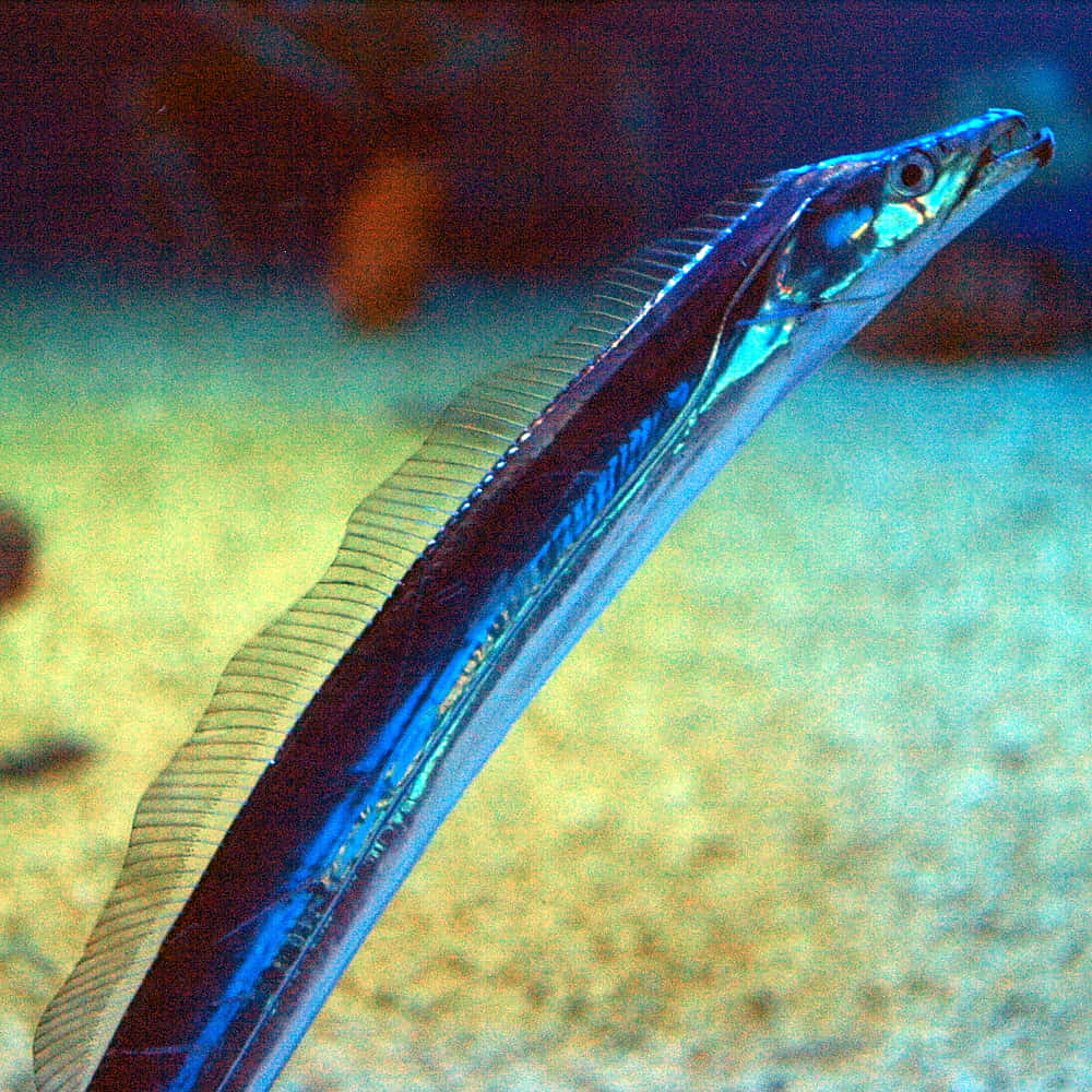  壁紙 — 一條纖細的藍色帶魚在陽光照射的碧綠海水中滑行，下方是沙質海底。