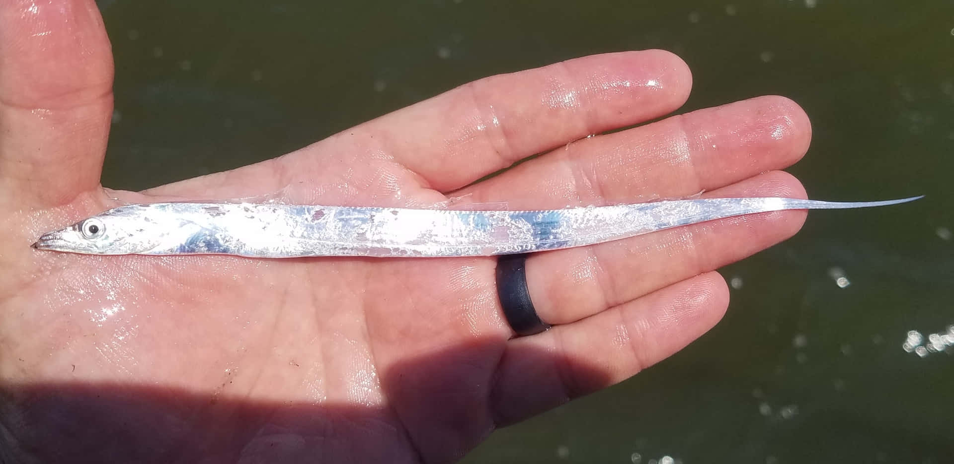  壁紙 — 一條纖細的銀色魚兒躺在伸出的手掌上，下方是反射著陽光的渾濁水面。