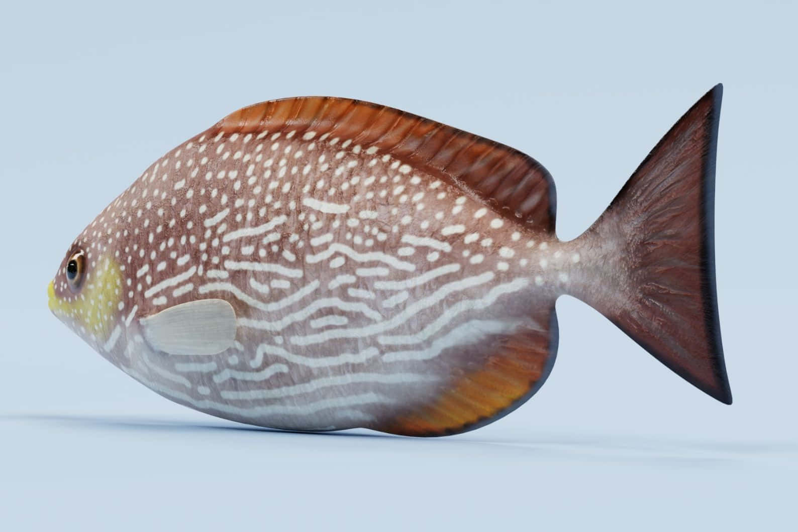  壁紙 — 一條詳細的3D渲染魚，帶有棕色和白色圖案，停留在淺藍色表面上。