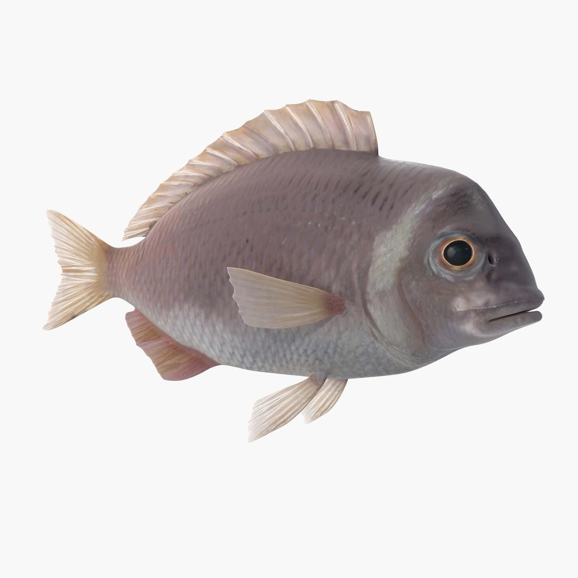  壁紙 — 一條詳細的3D渲染魚，有灰色鱗片和半透明魚鰭，在純白色背景上游動。