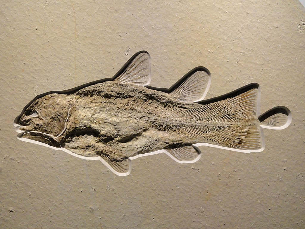  壁紙 — 一條詳細的化石魚嵌入淺米色岩石中，可見鱗片和鰭。