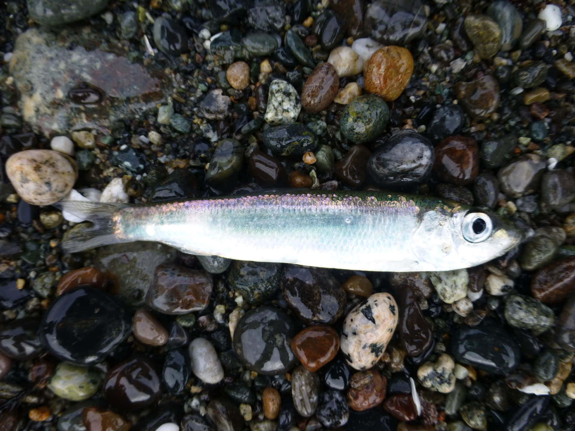 壁紙 — 一條小銀魚在海岸線上濕漉漉的多色鵝卵石床上靜止不動。