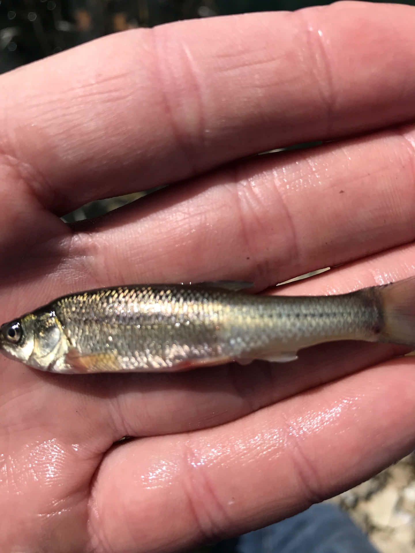 壁紙 — 一條小銀魚在手掌中休息，帶有閃閃發光的鱗片和腹部附近的橙色痕跡。