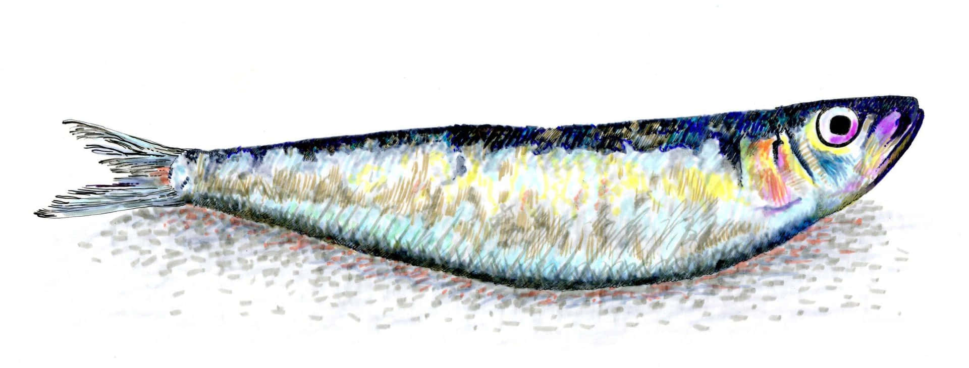  壁紙 — 一條小魚的詳細插圖，魚鱗閃爍虹彩，大眼睛，棲息在紋理表面上。