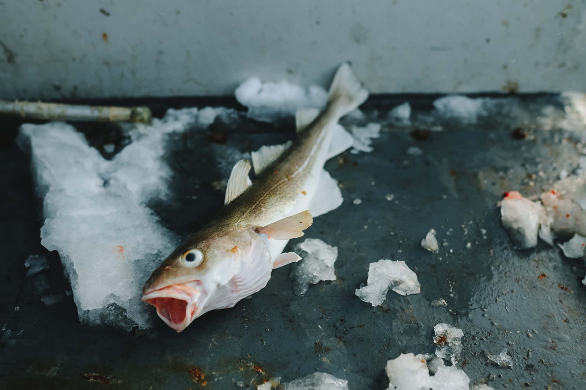  壁紙 — 一條新鮮捕獲的魚躺在碎冰上，背景是風化的金屬表面和簡樸的工業環境。