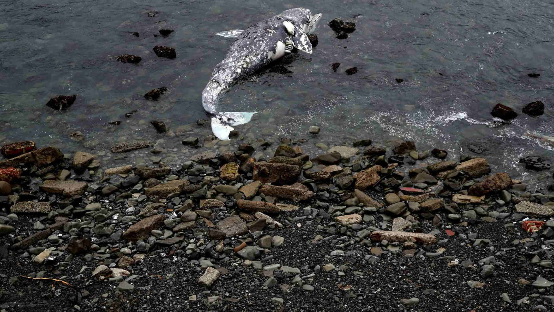  壁紙 — 一條已死的斑點鯨擱淺在岩石海岸上，深色海水拍打其側面。
