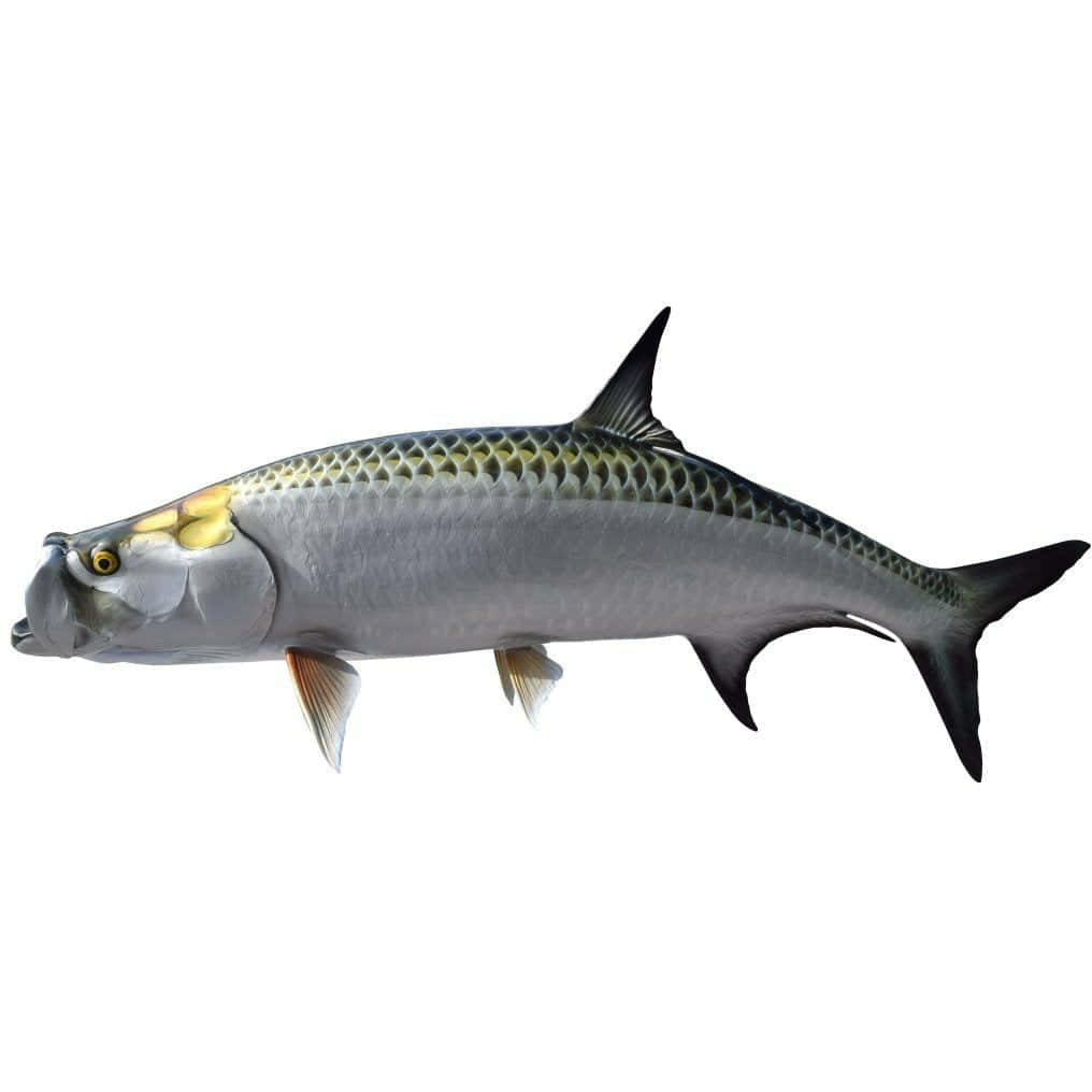  壁紙 — 一條銀色大海鰱魚的詳細3D渲染圖，黃色眼睛，黑色魚鰭，背景為純白色。