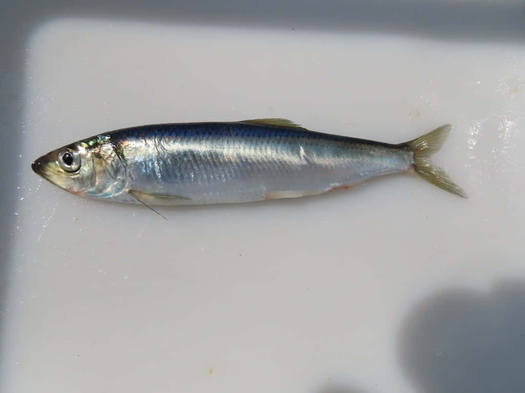  壁紙 — 一條銀色沙丁魚躺在純白表面上，魚鱗捕捉光線，展現出光滑流線型的身體。