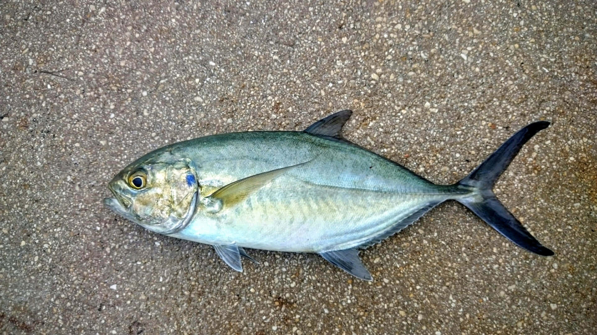 壁紙 — 一條銀色魚，黃色眼睛，躺在紋理沙地上，光滑的身體和深色尾鰭捕捉光線。