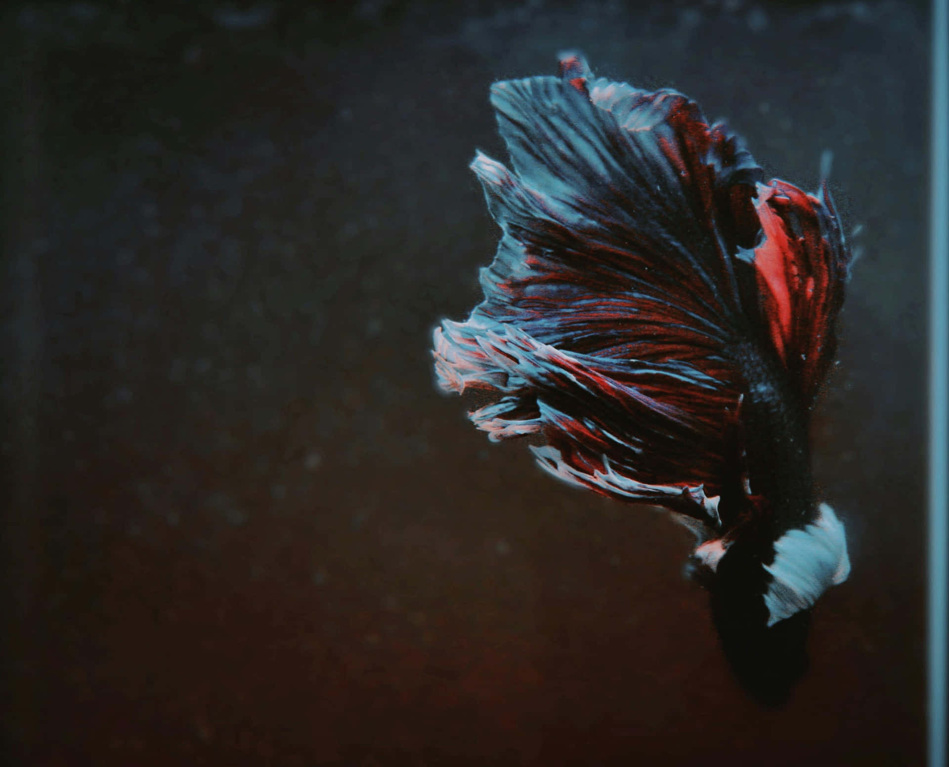  壁紙 — 一條擁有流動紅色和藍色魚鰭的鬥魚，在水族箱的黑暗水中優雅地滑行。