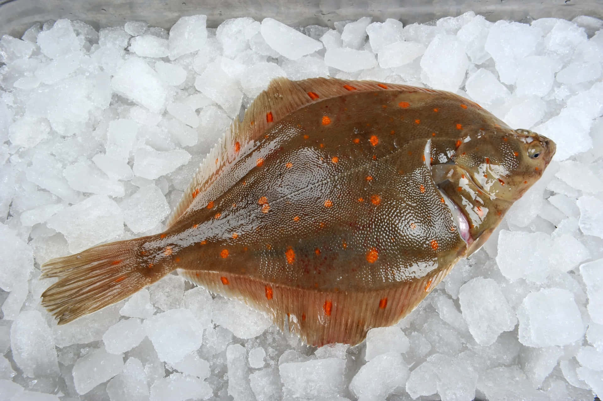  壁紙 — 一條有橙色斑點的比目魚，躺在海鮮市場的碎冰床上。