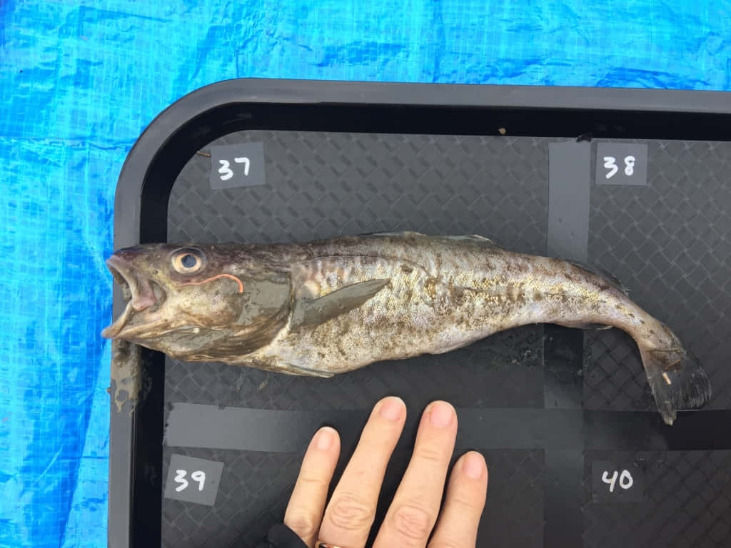  壁紙 — 一條張開大口的魚放在一個有編號的黑色托盤上，旁邊有一隻人類的手，背景是藍色防水布。