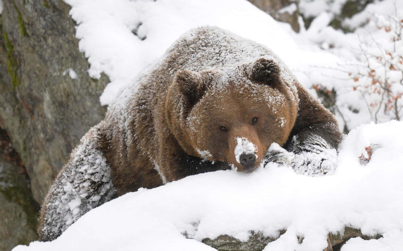 Hibernation 桌布 壁紙 — 一頭覆蓋著雪的棕熊在冬季森林中，將頭靠在長滿苔蘚的岩石旁邊的雪架上休息。