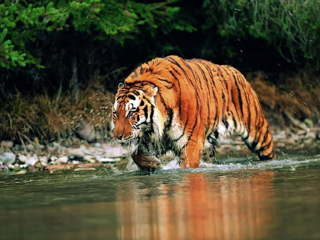  壁紙 — 一頭威猛的老虎強而有力地走過淺水，水花四濺在其肌肉發達的身軀周圍。