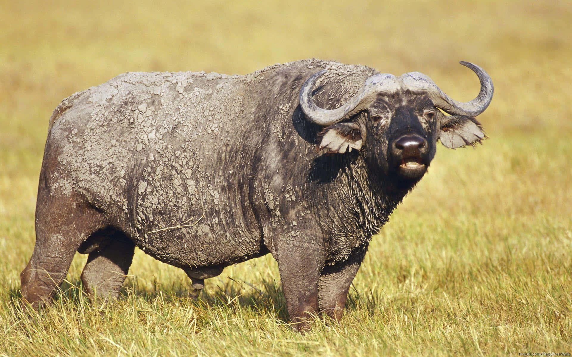 Water Buffalo 桌布 壁紙 — 一頭沾滿泥巴的大型非洲水牛在陽光照耀的草叢稀樹草原上警覺地站立，擁有彎曲的角和厚實的深色皮膚。