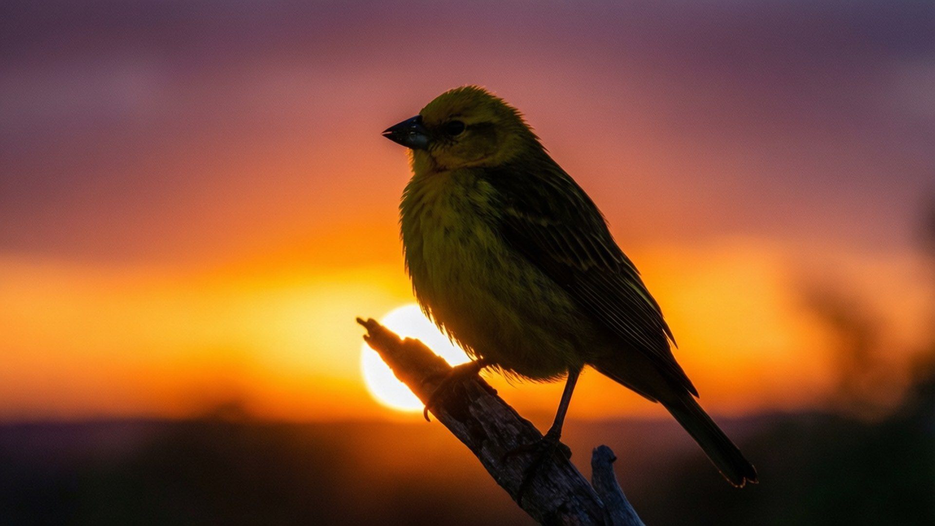 Sunset Silhouette 壁紙 — 一隻鮮黃色的鳥棲息在樹枝上，背景是橙色和紫色調繪製的閃耀日落天空。