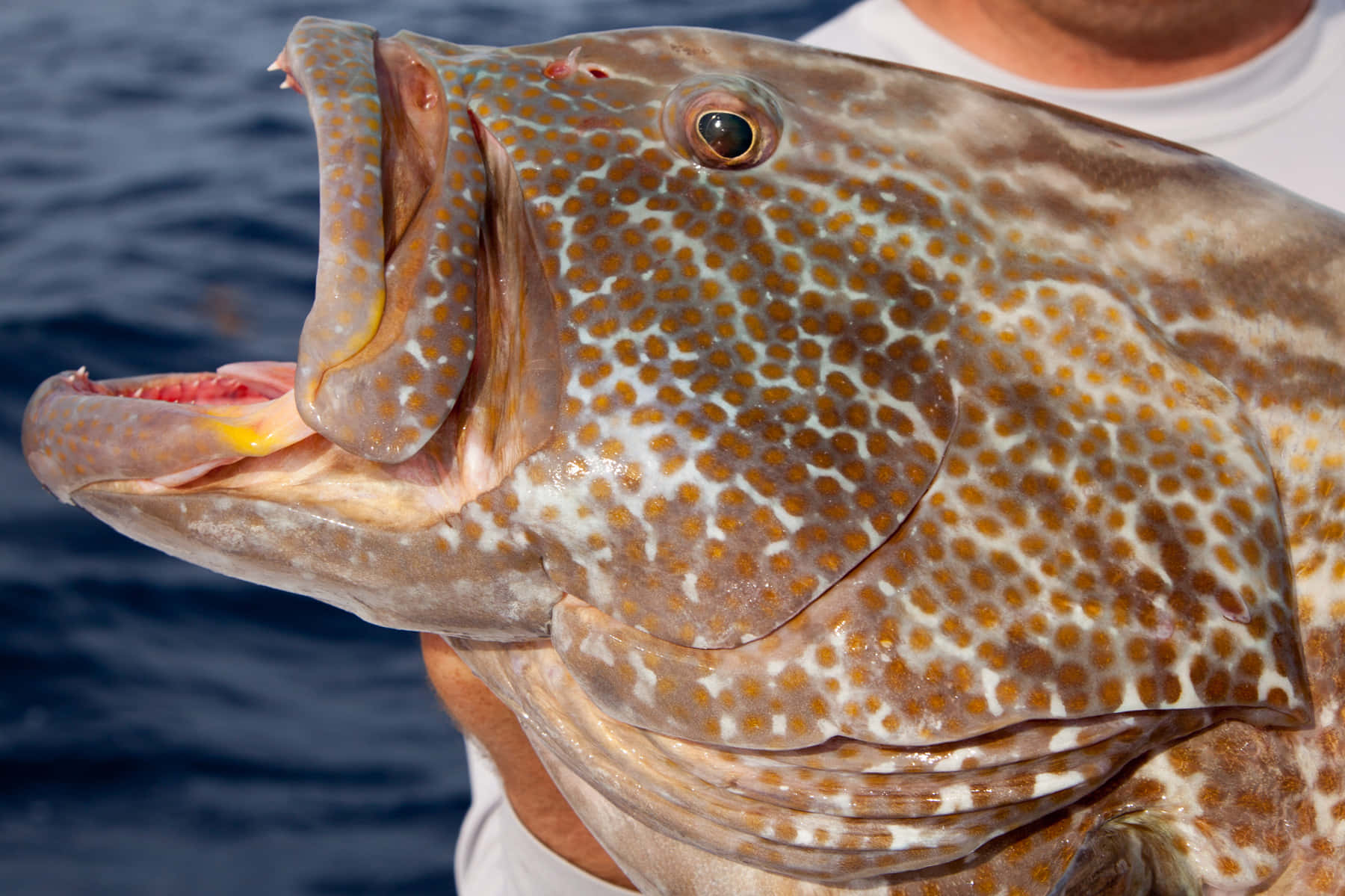 Grouper 桌布 壁紙 — 一張特寫照片，顯示一條大型斑點魚張開嘴巴，由一個人拿著，背景是藍色海水。