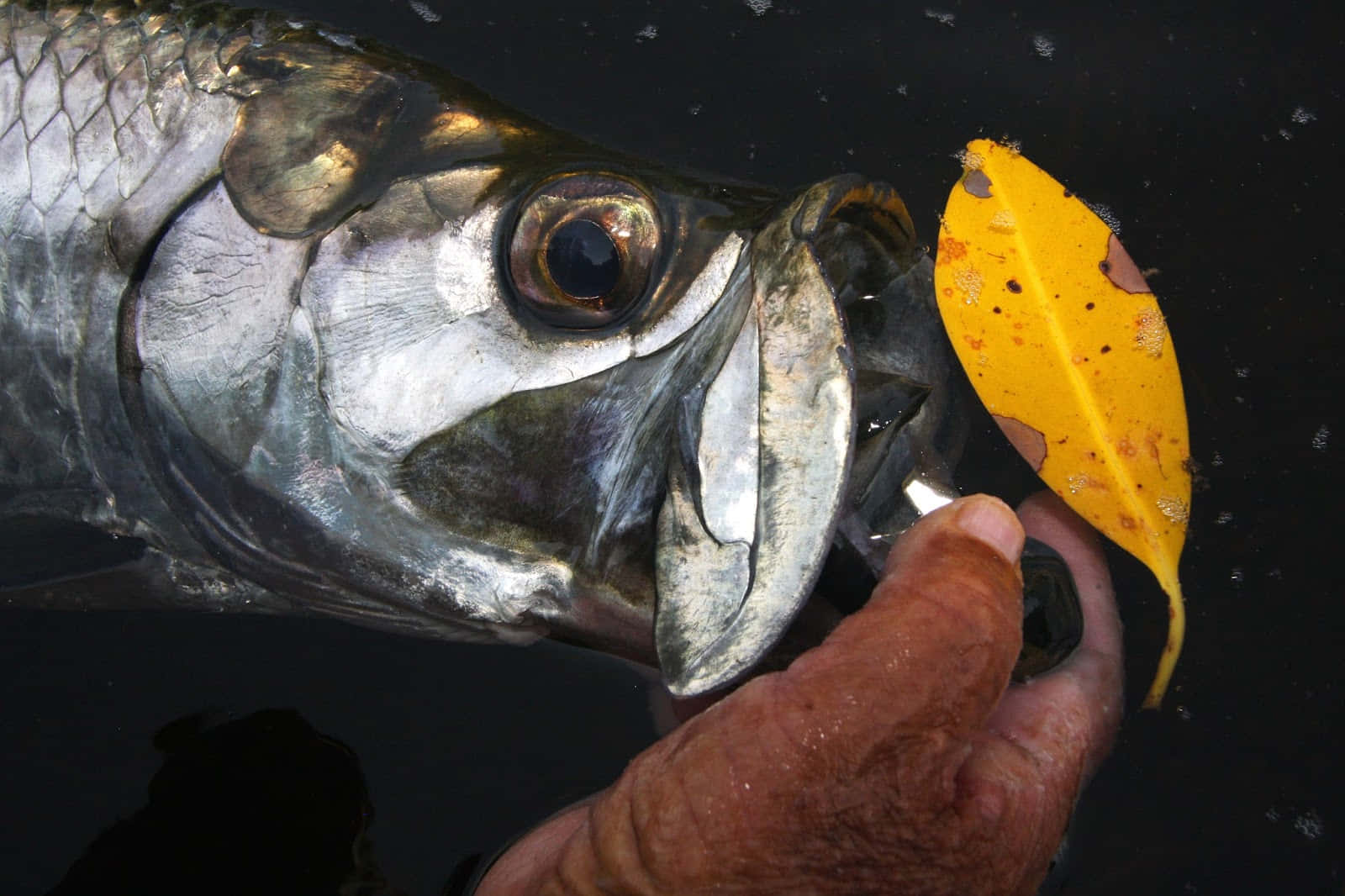  壁紙 — 一張特寫照片，一隻飽經風霜的手握著一條大銀魚，魚嘴裡含著一片黃葉。
